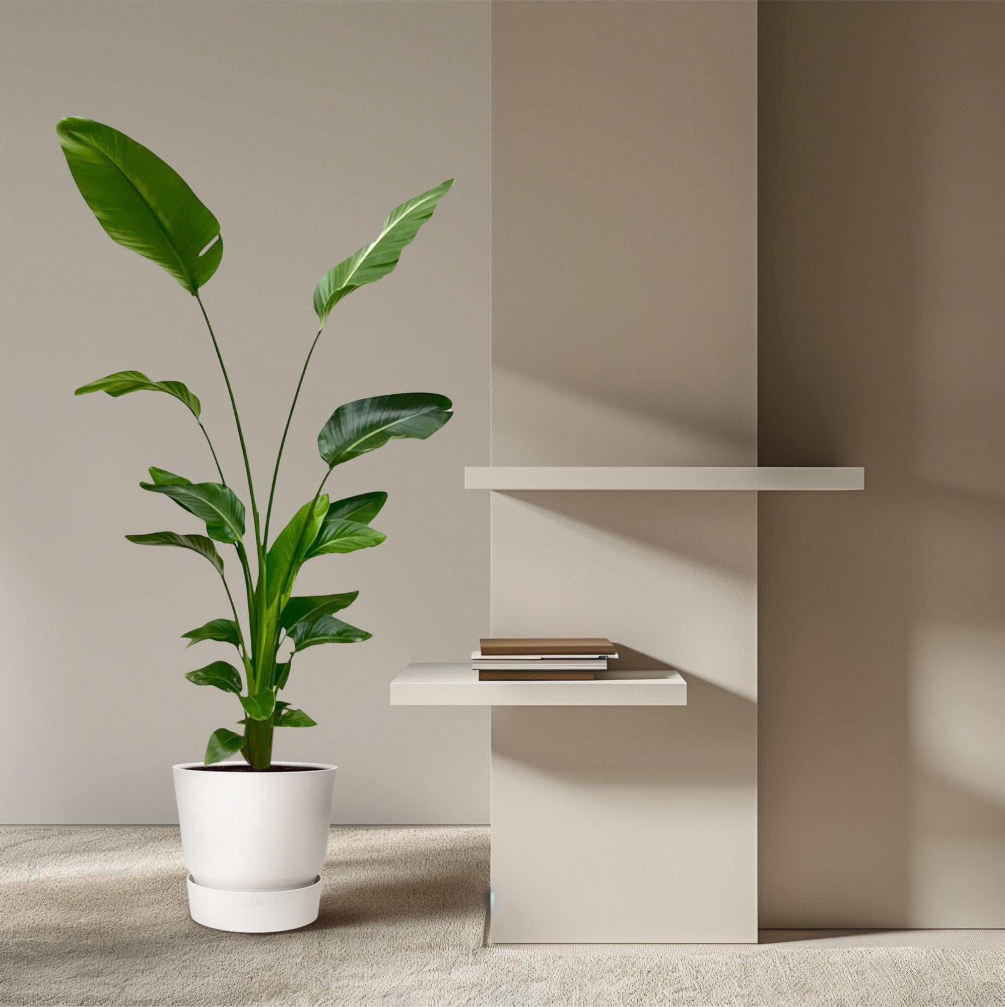 Strelitzia Nicolai - Tropische kamerplant voor binnen, decoratieve exotische plant