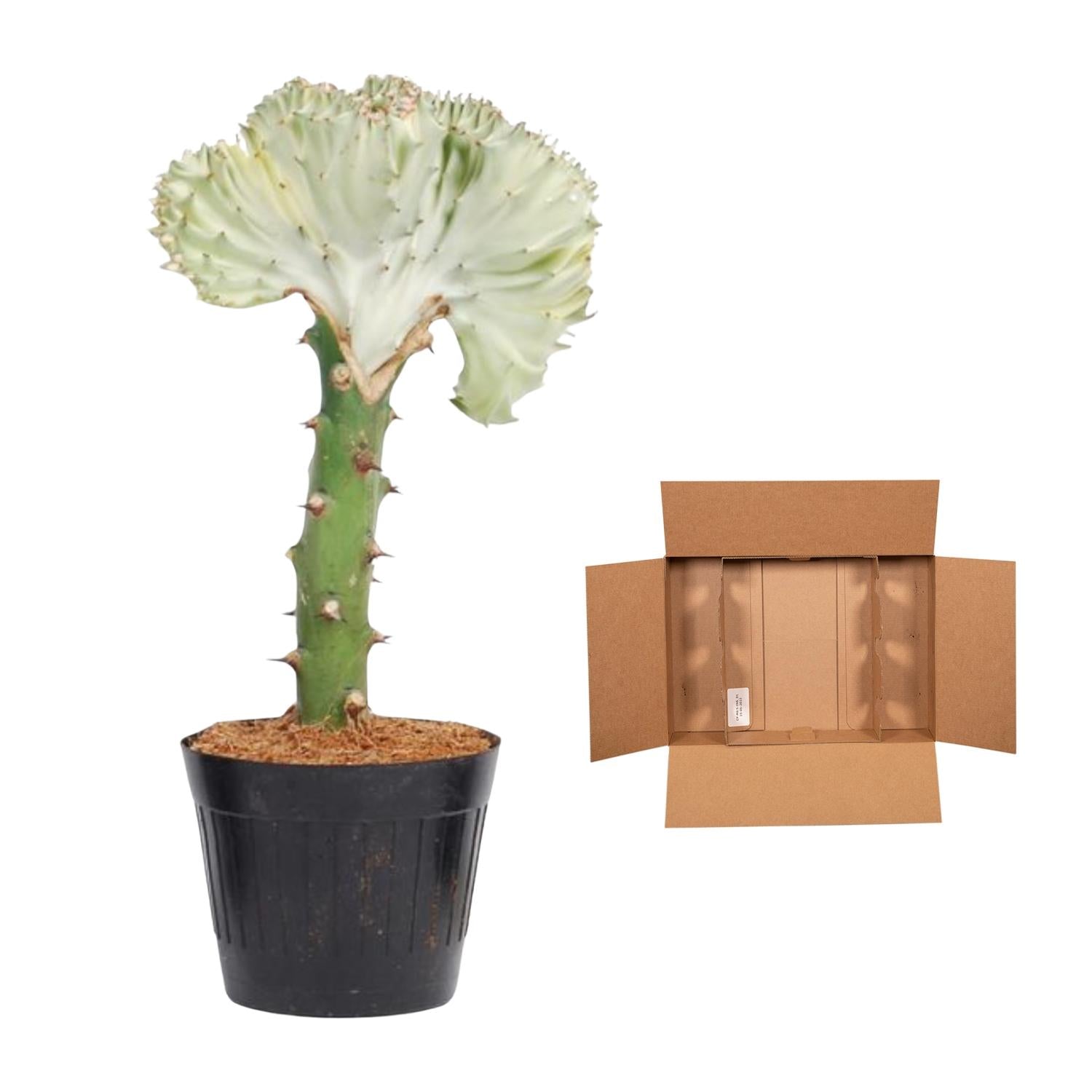 Euphorbia lactea Cristata wit – koraalcactus kamerplant