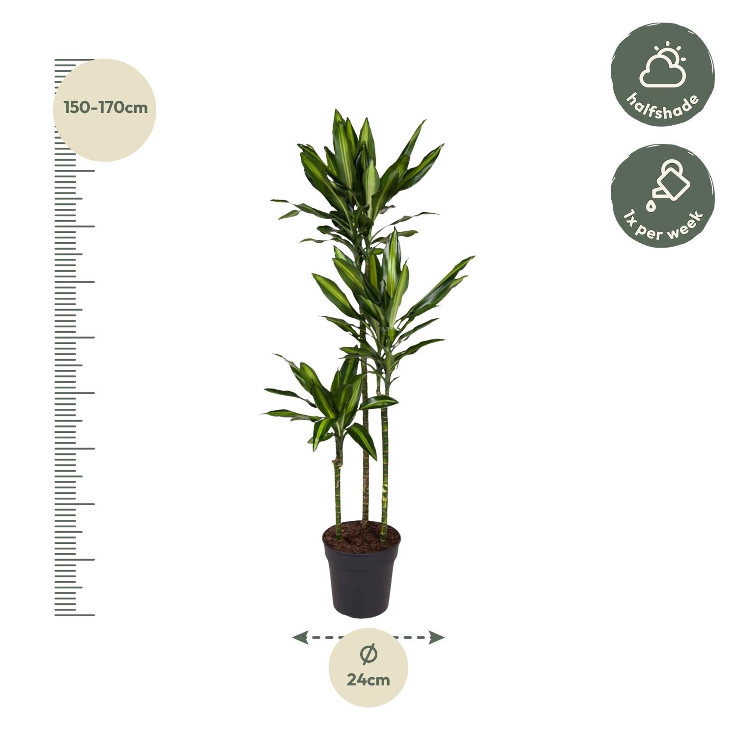 Dracaena Cintho – sterke groene kamerplant in kweekpot