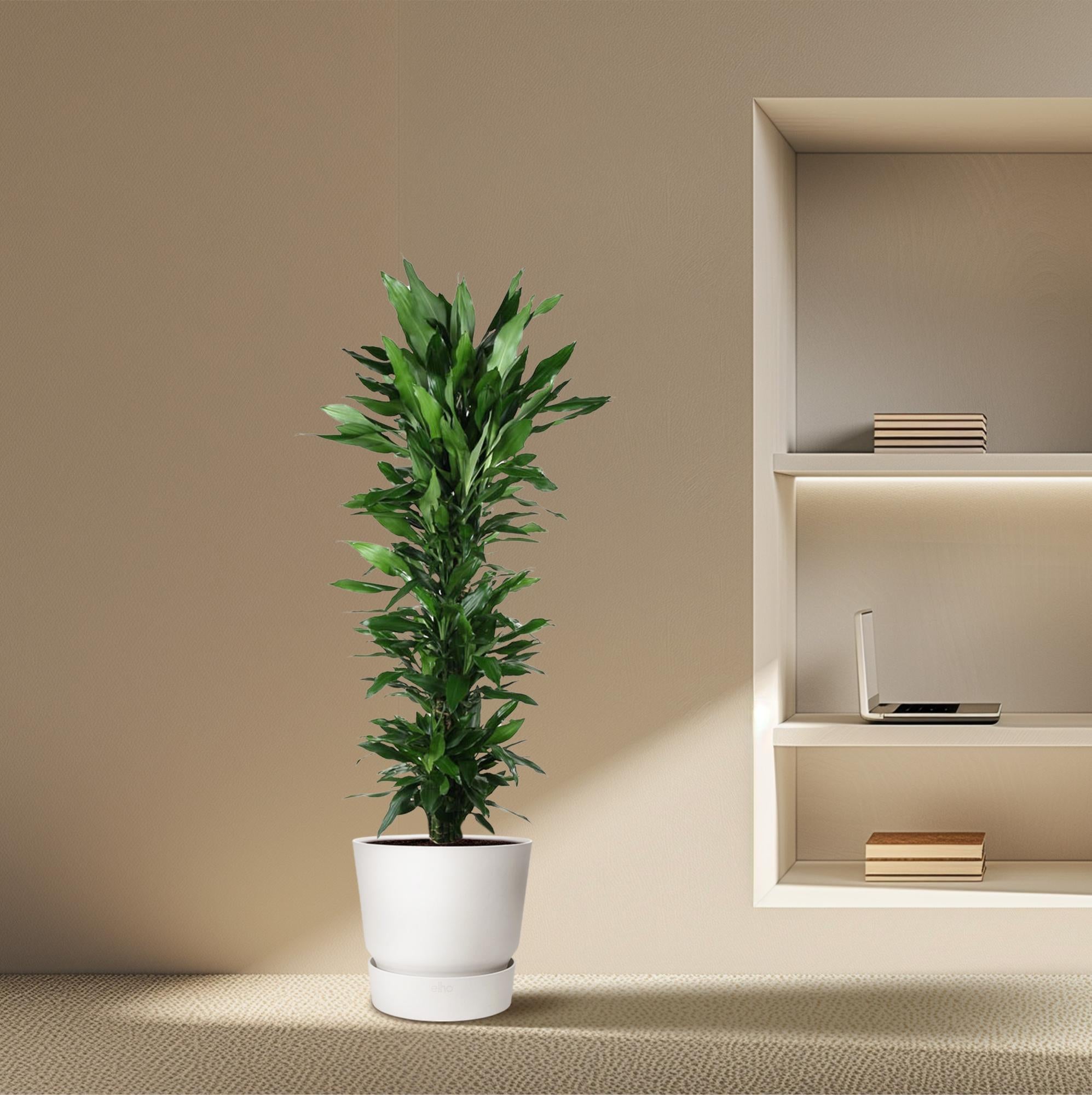 Dracaena Janet Lind vertakt – grote donkergroene Dracaena kamerplant