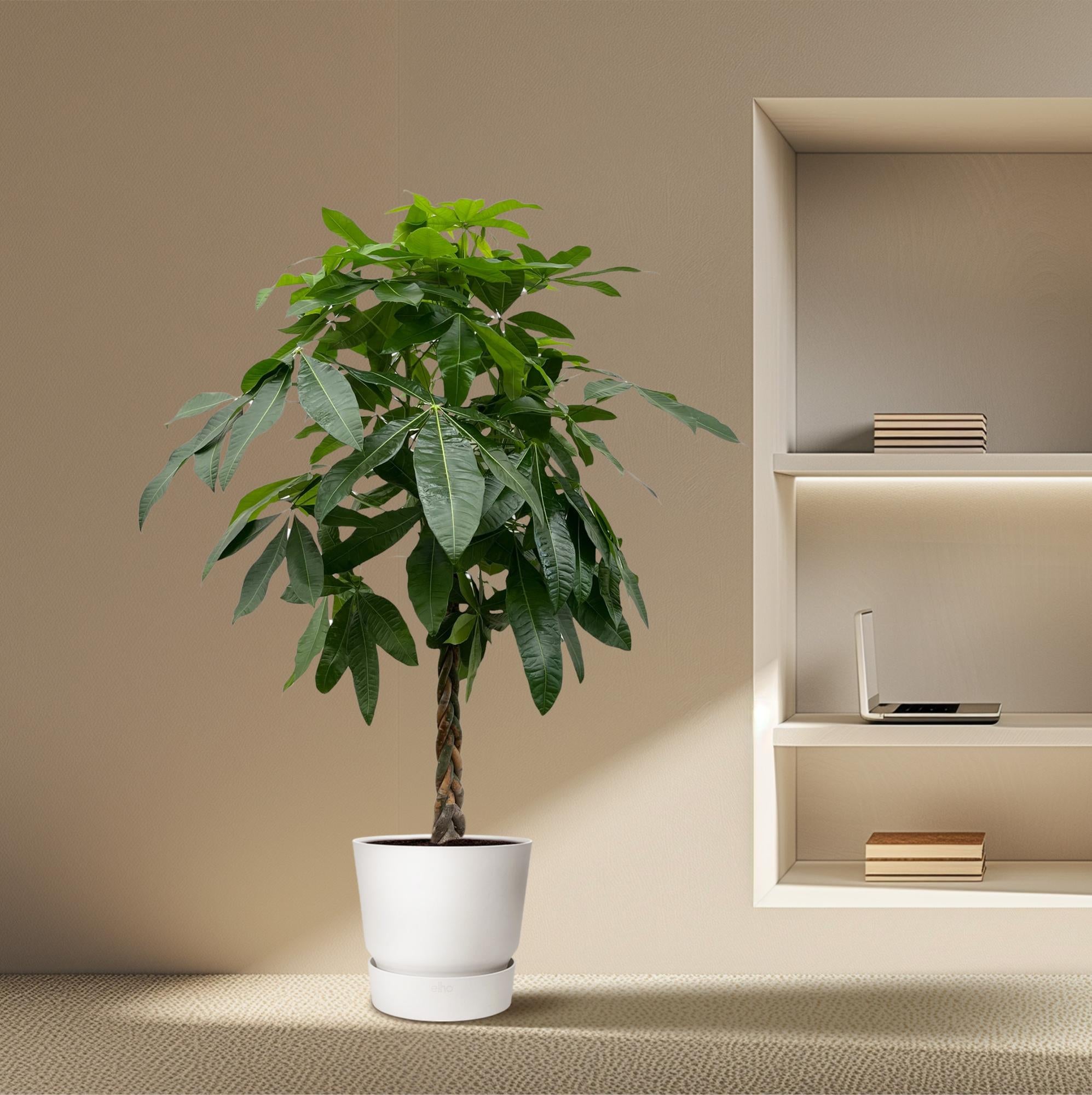 Pachira Aquatica kamerplant – decoratieve geldboom voor huis & kantoor