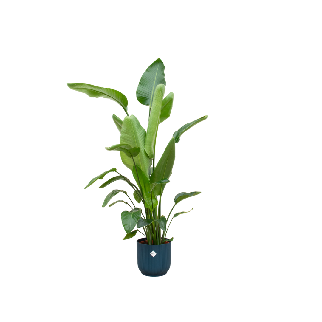 Combi deal - Strelitzia Nicolai inclusief elho Vibes Fold Round plant en pot set