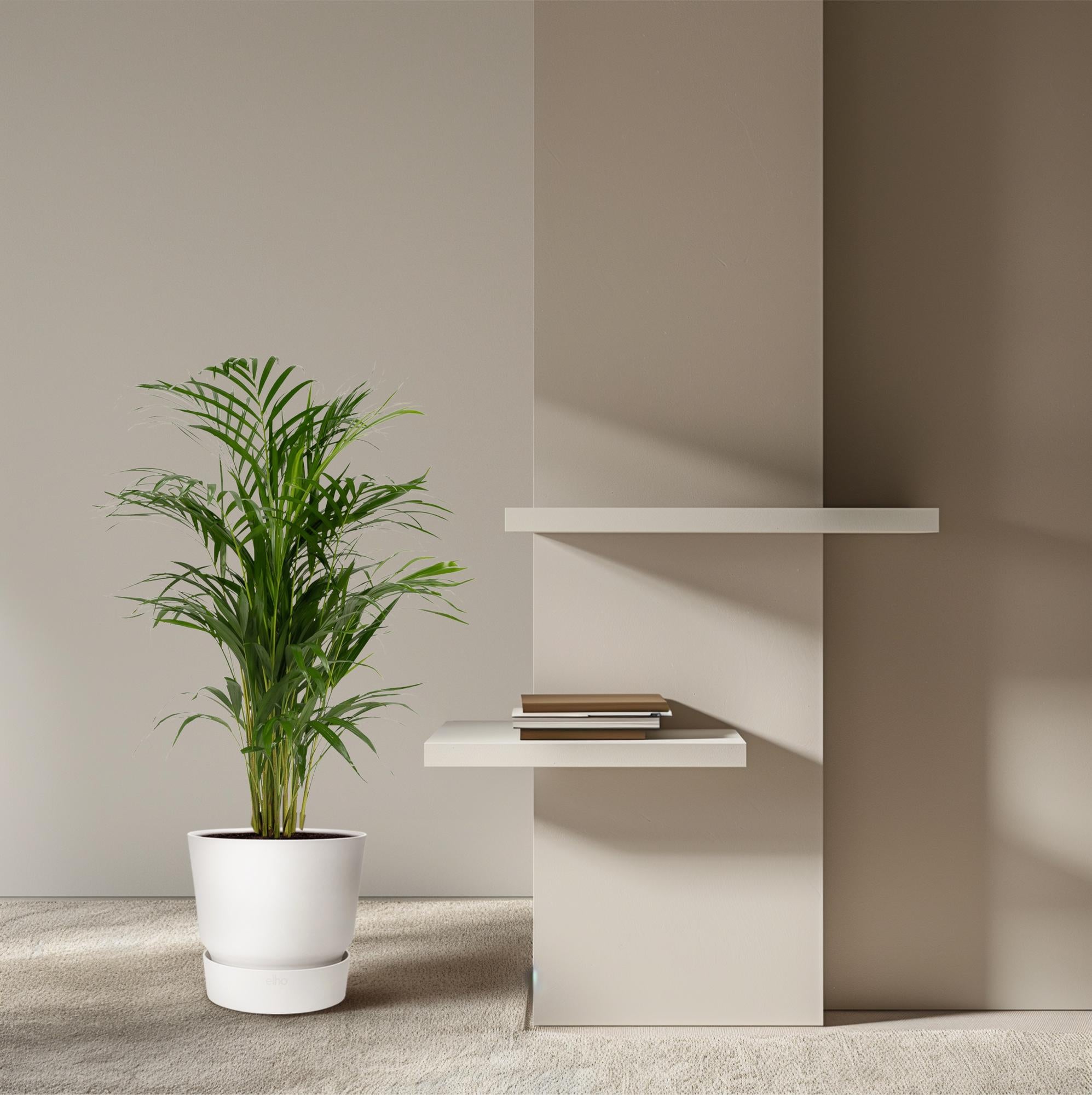 Areca palm - Luxe kamerplant voor binnen, onderhoudsarm en decoratief