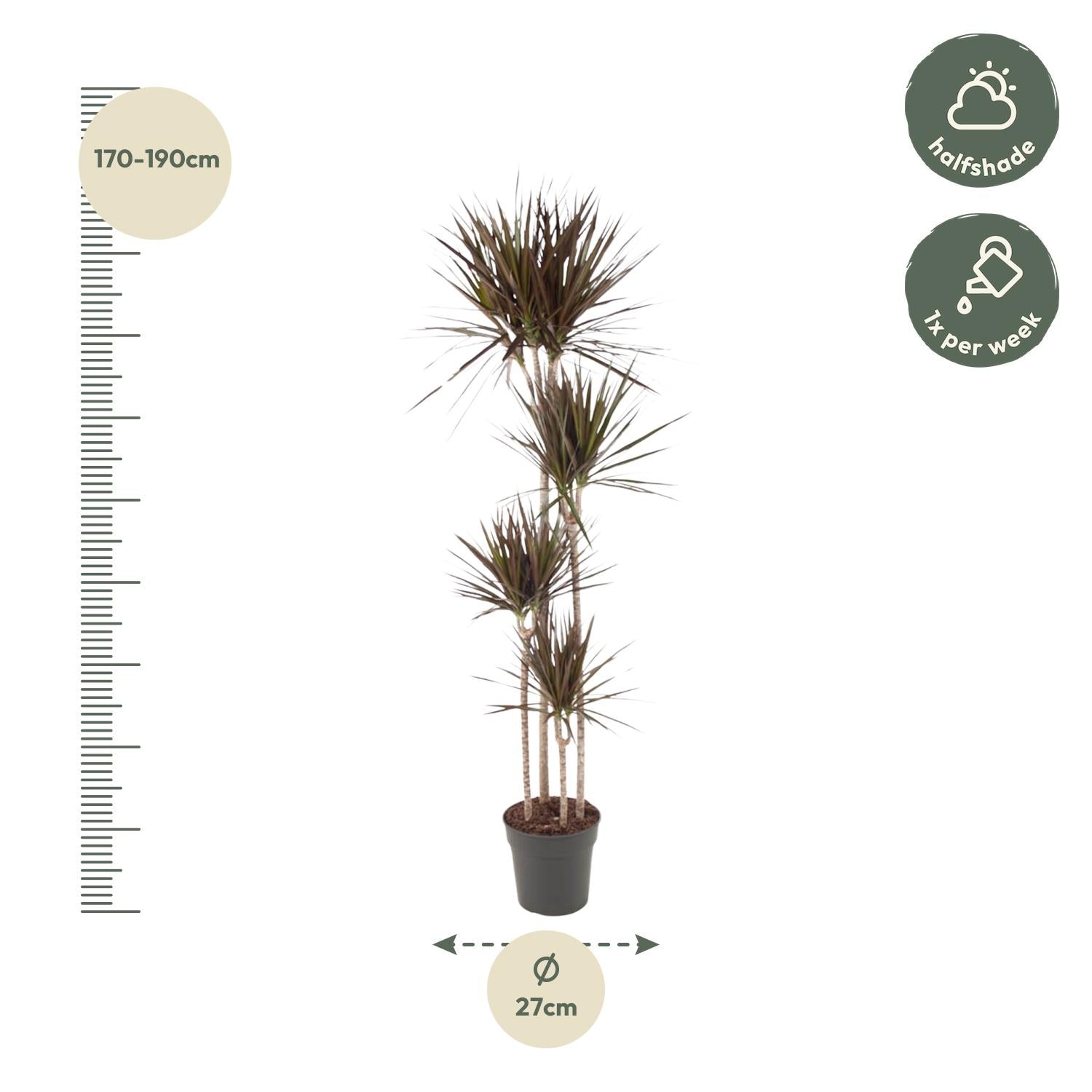 Dracaena Magenta – diepgroene paarsrode Dracaena kamerplant