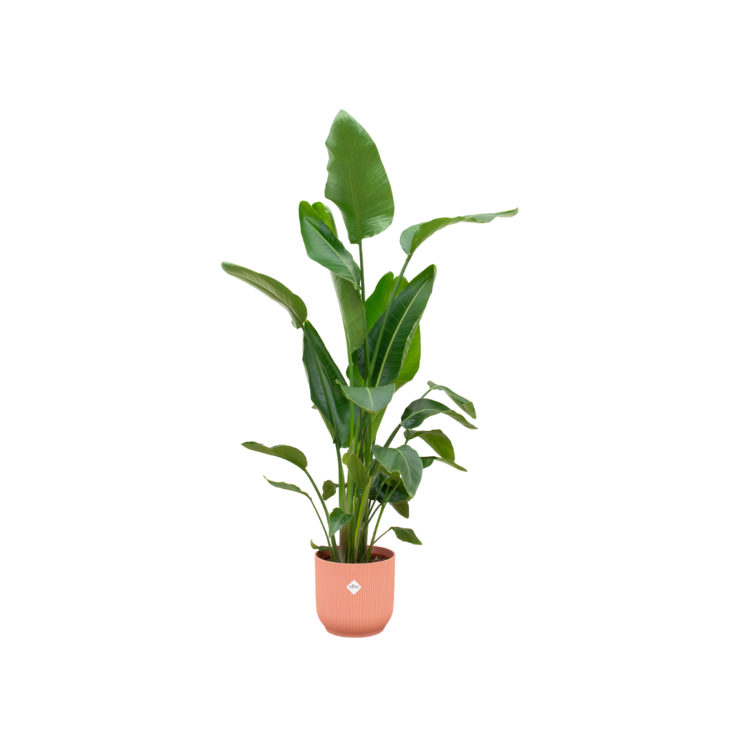 Strelitzia Nicolai inclusief Elho Vibes Fold Round pot - decoratieve kamerplant