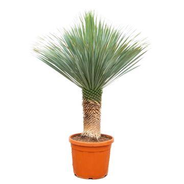 Yucca rostrata – exclusieve Yucca op stam in kweekpot