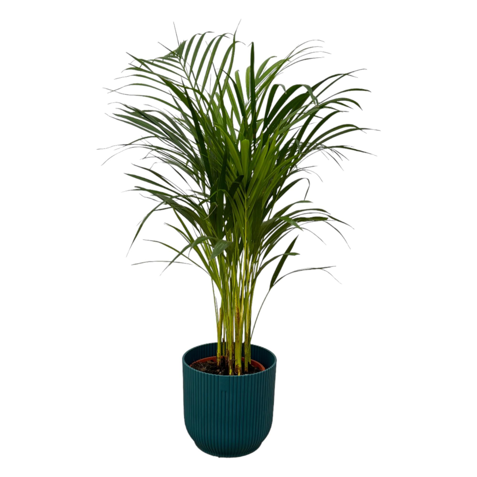 Areca palm inclusief elho Vibes Fold Round - sierlijke tropische kamerplant met pot