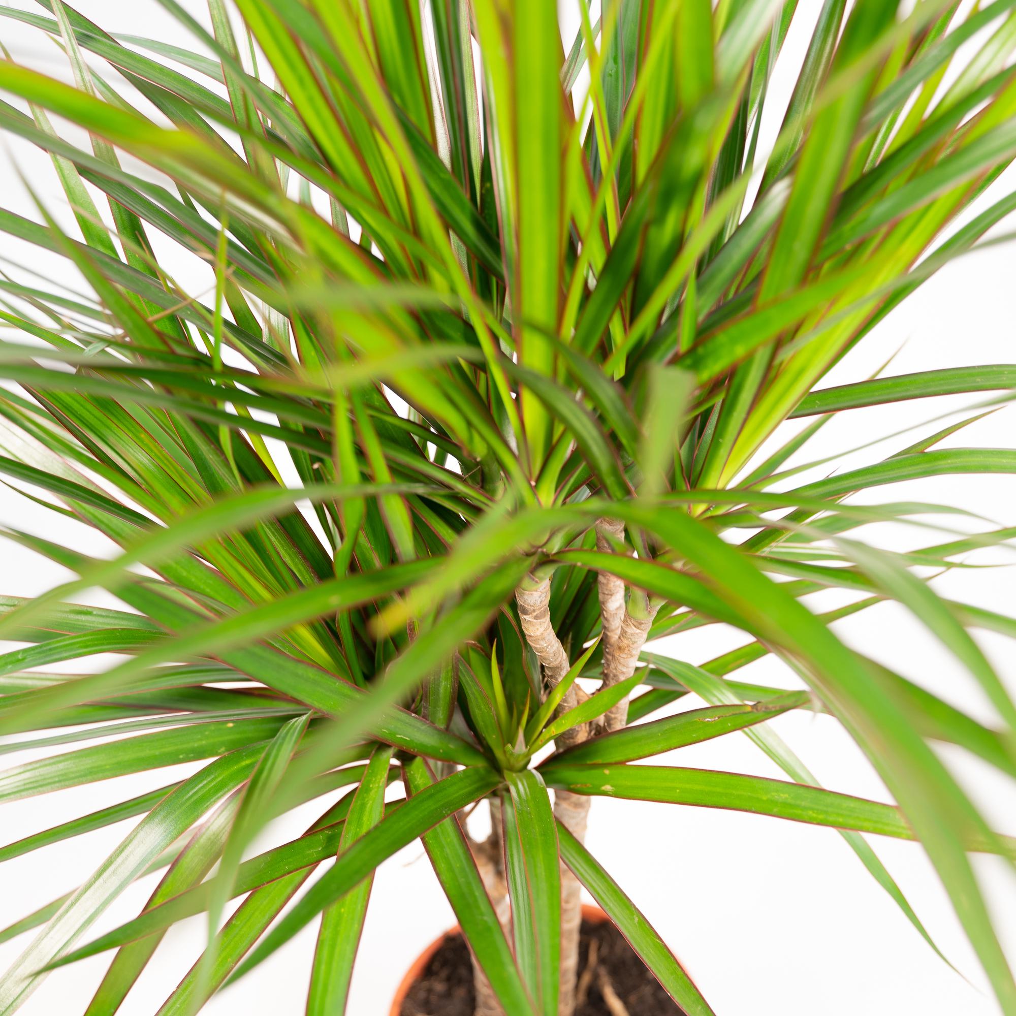 Dracaena Marginata - kamerplant in kweekpot