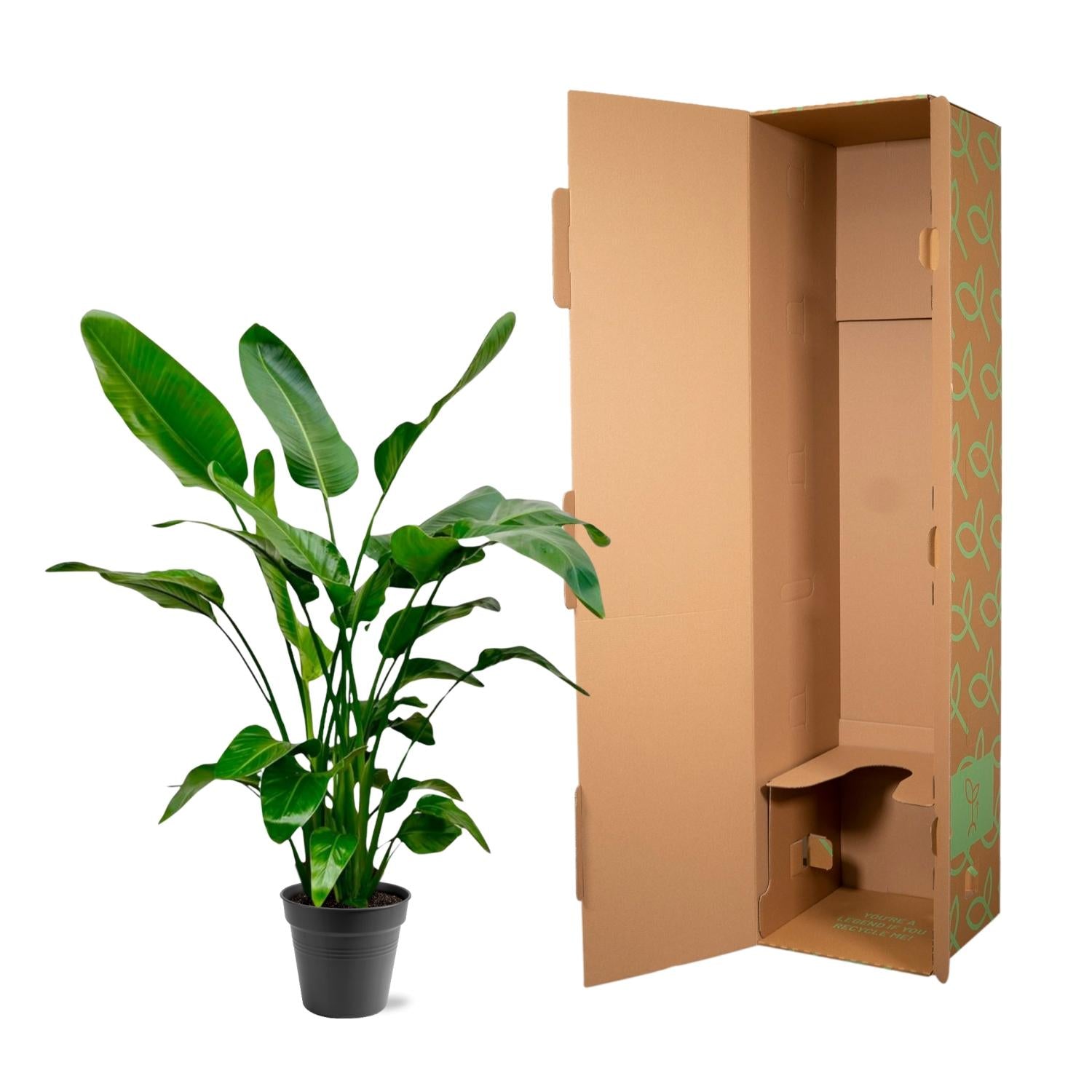 Strelitzia Nicolai - Tropische kamerplant voor binnen, decoratieve exotische plant