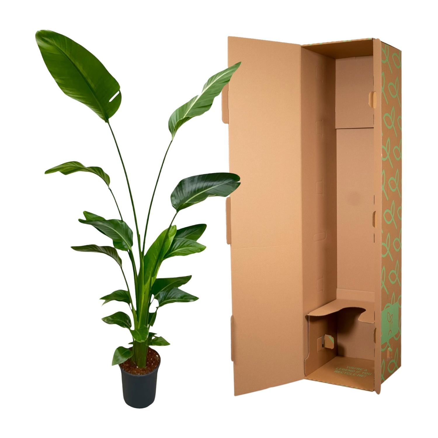 Strelitzia Nicolai - Tropische kamerplant voor binnen, decoratieve exotische plant