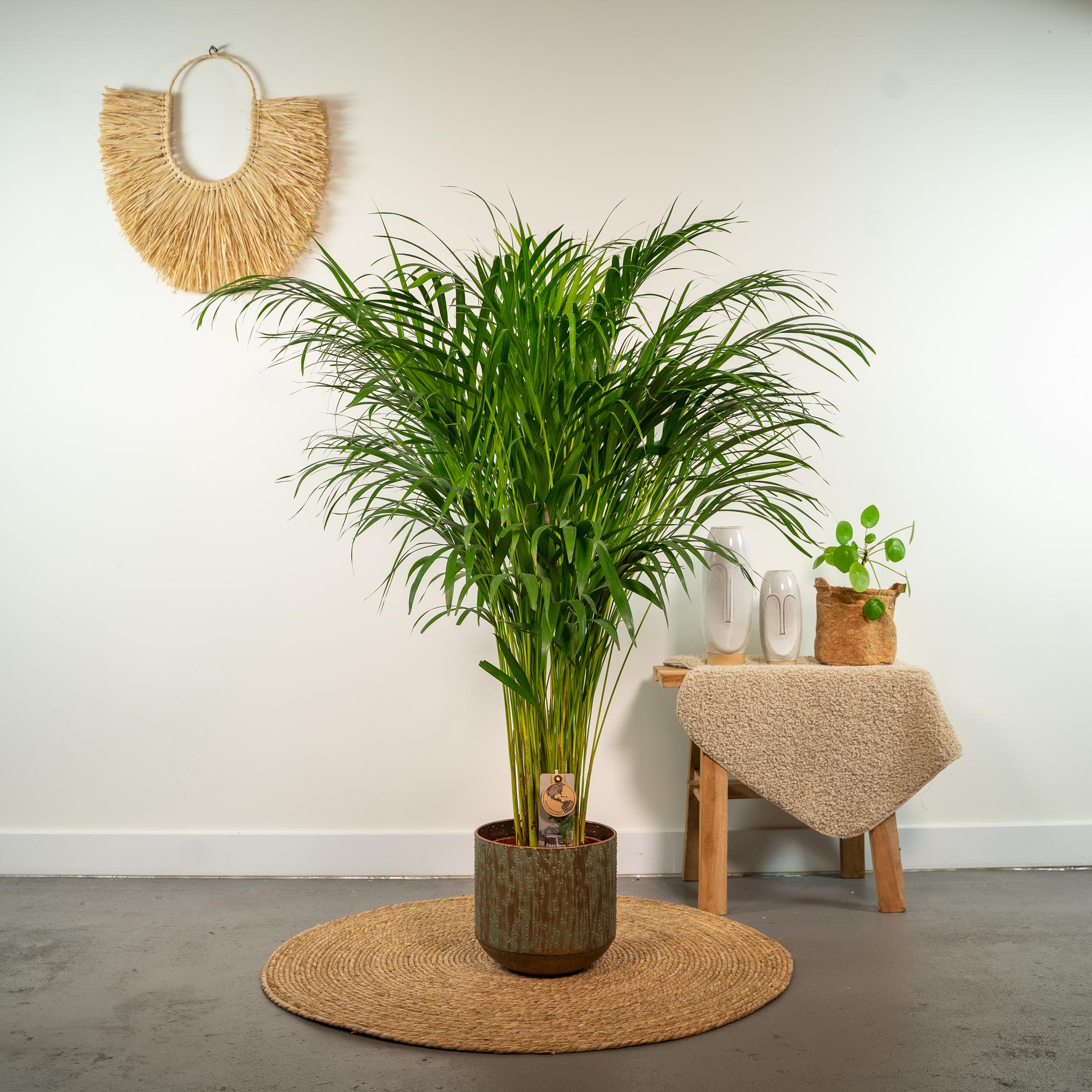 Areca palm - Luxe kamerplant voor binnen, onderhoudsarm en decoratief