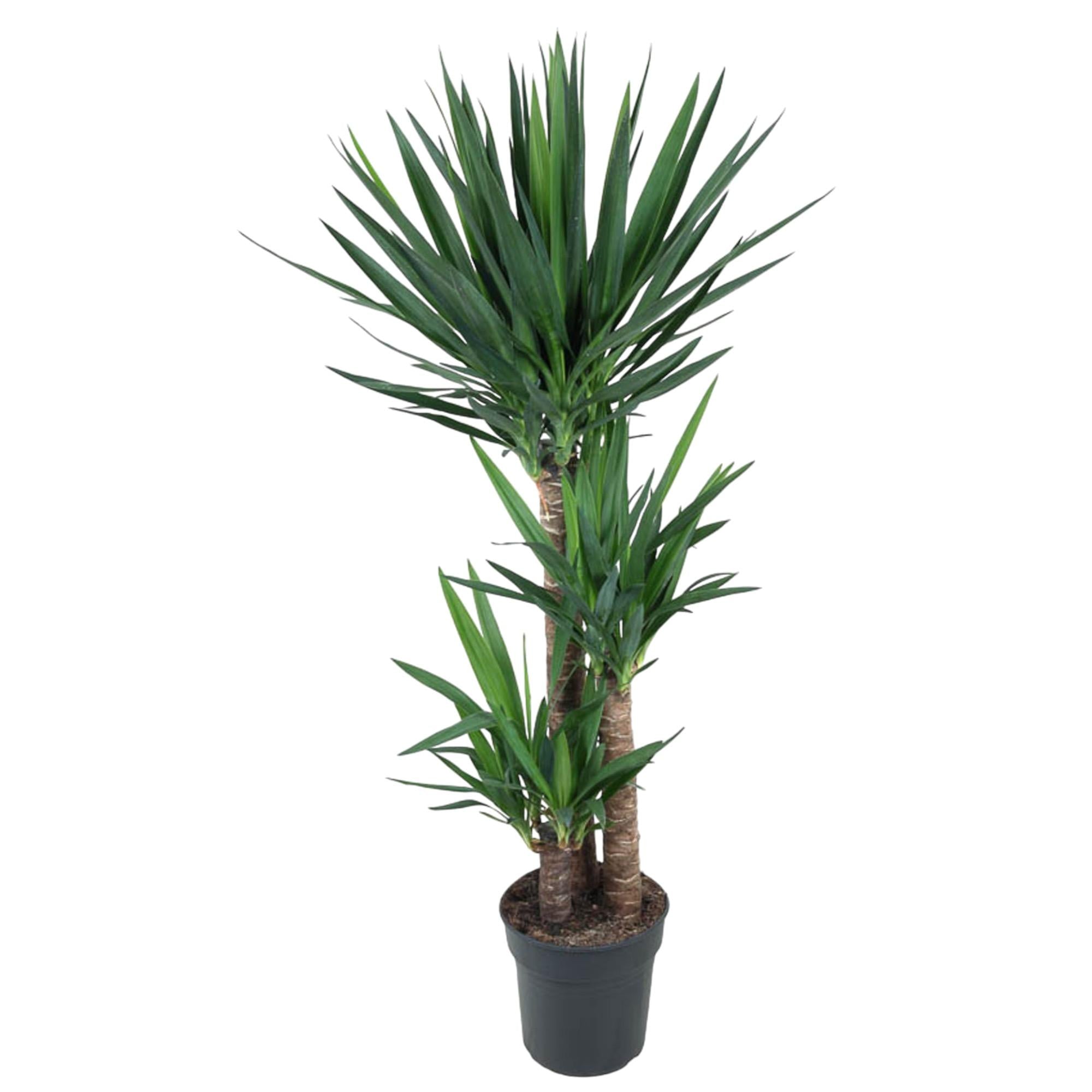 Yucca Elephantipes – grote stoere kamerplant in kweekpot