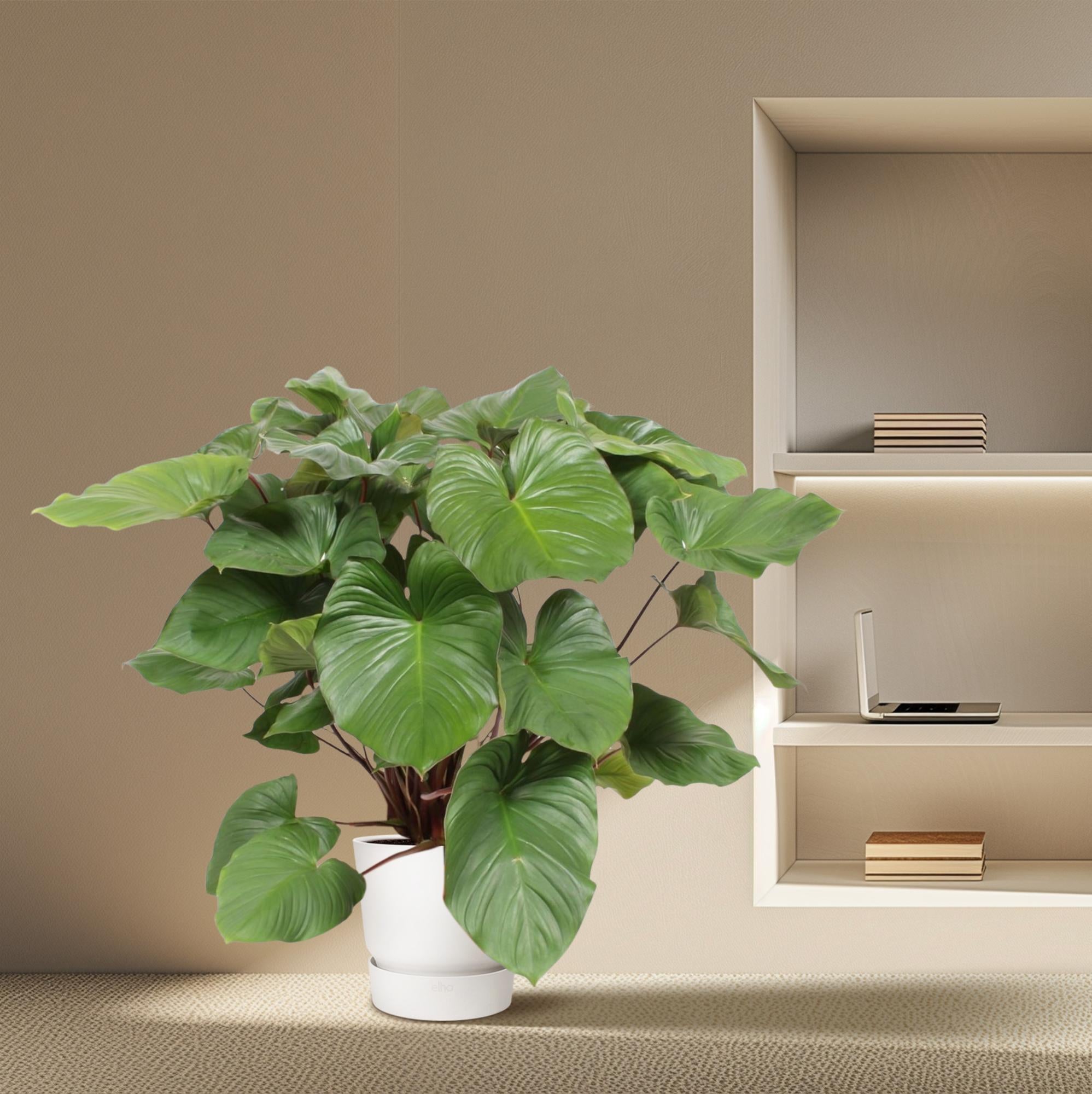 Homalomena Rubescens ‘Maggy’ – volle groene kamerplant