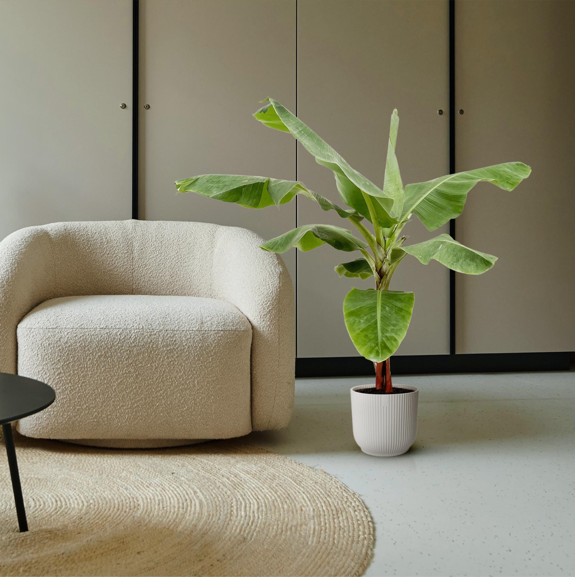 Bananenplant (Musa) - weelderige tropische kamerplant voor huis en kantoor