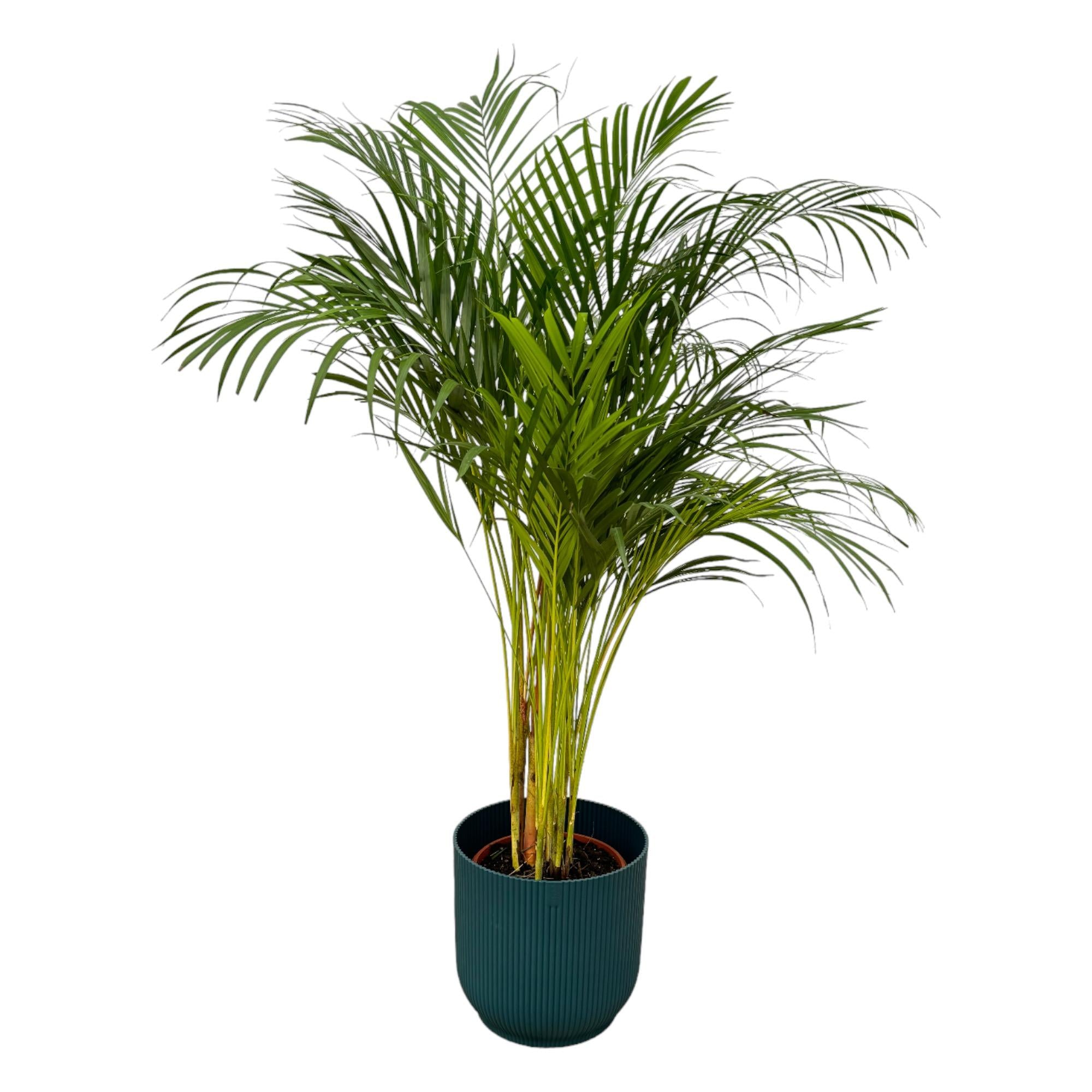 Areca palm inclusief elho Vibes Fold Round - sierlijke tropische kamerplant met pot
