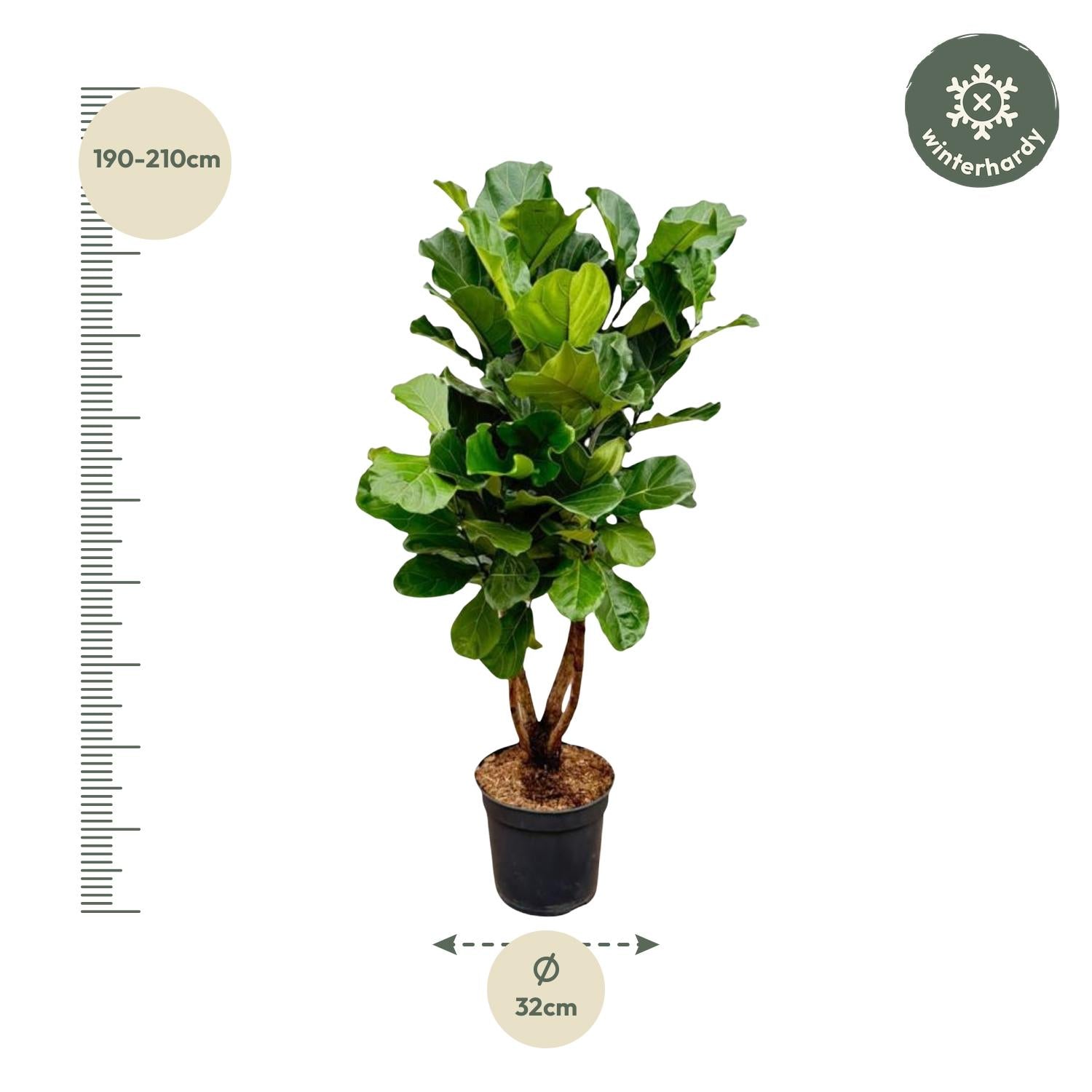 Ficus Lyrata vertakt - grote sierkamerplant met stevige stam, vol weelderig blad
