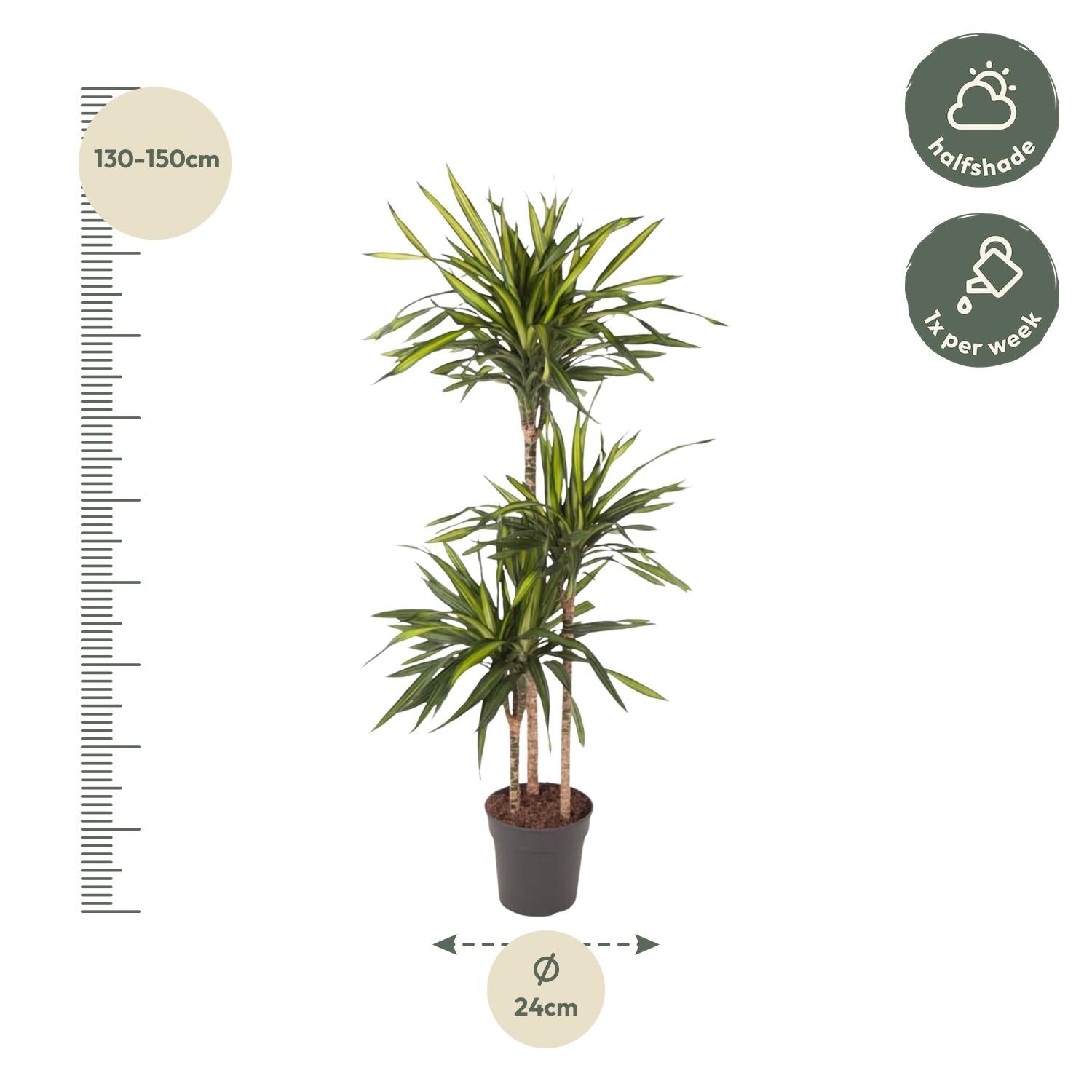 Dracaena Riki – smalbladige moderne Dracaena kamerplant