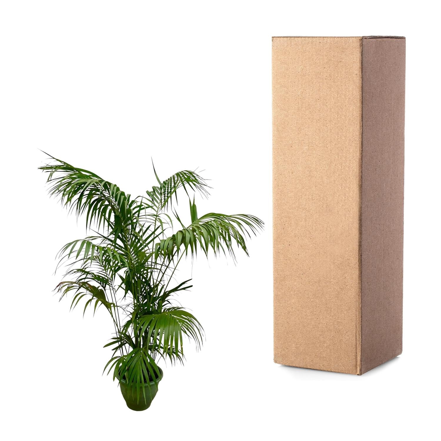 Kentia Palm kamerplant – stijlvolle sierpalm voor huis, kantoor & interieur