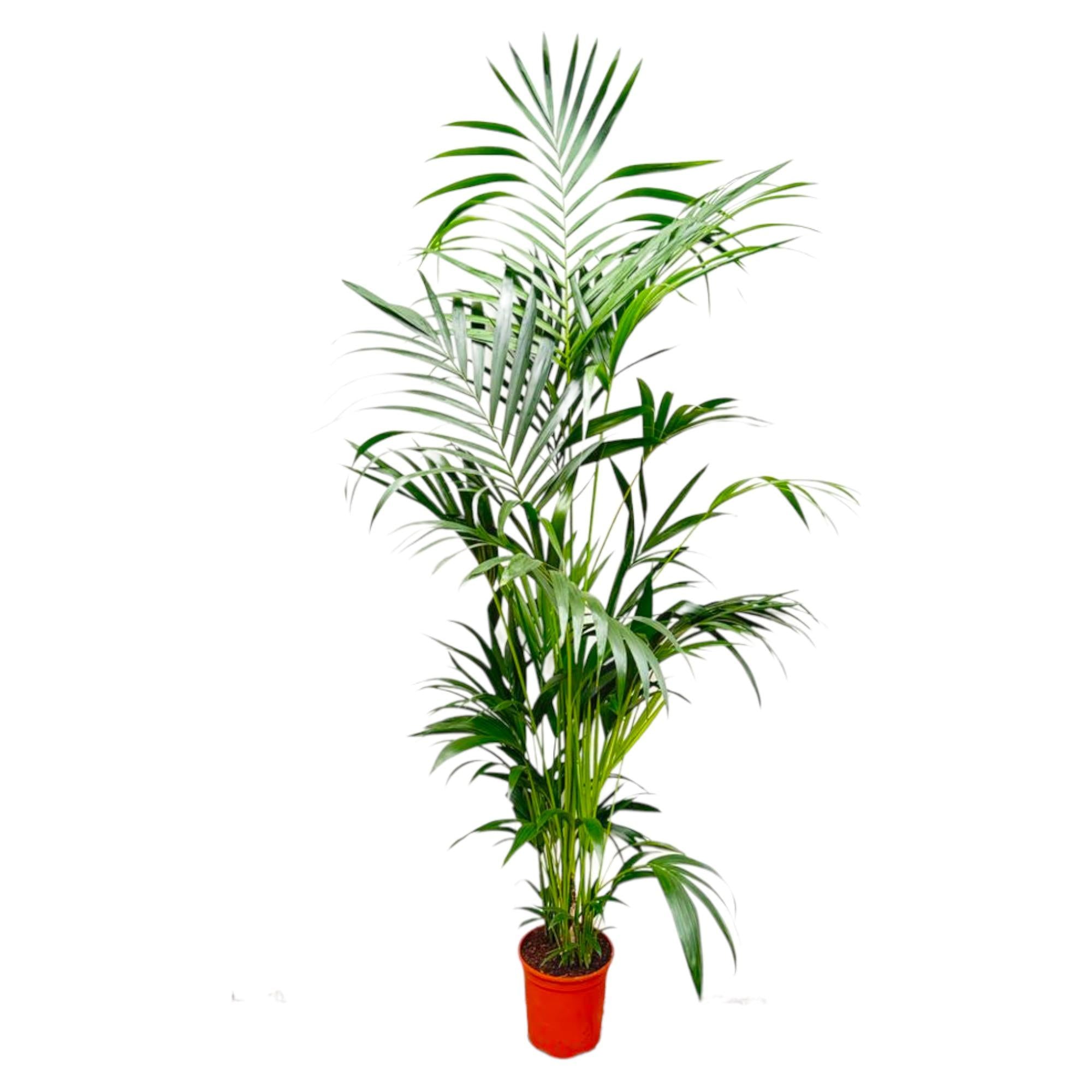 Kentia Palm kamerplant – stijlvolle sierpalm voor huis, kantoor & interieur
