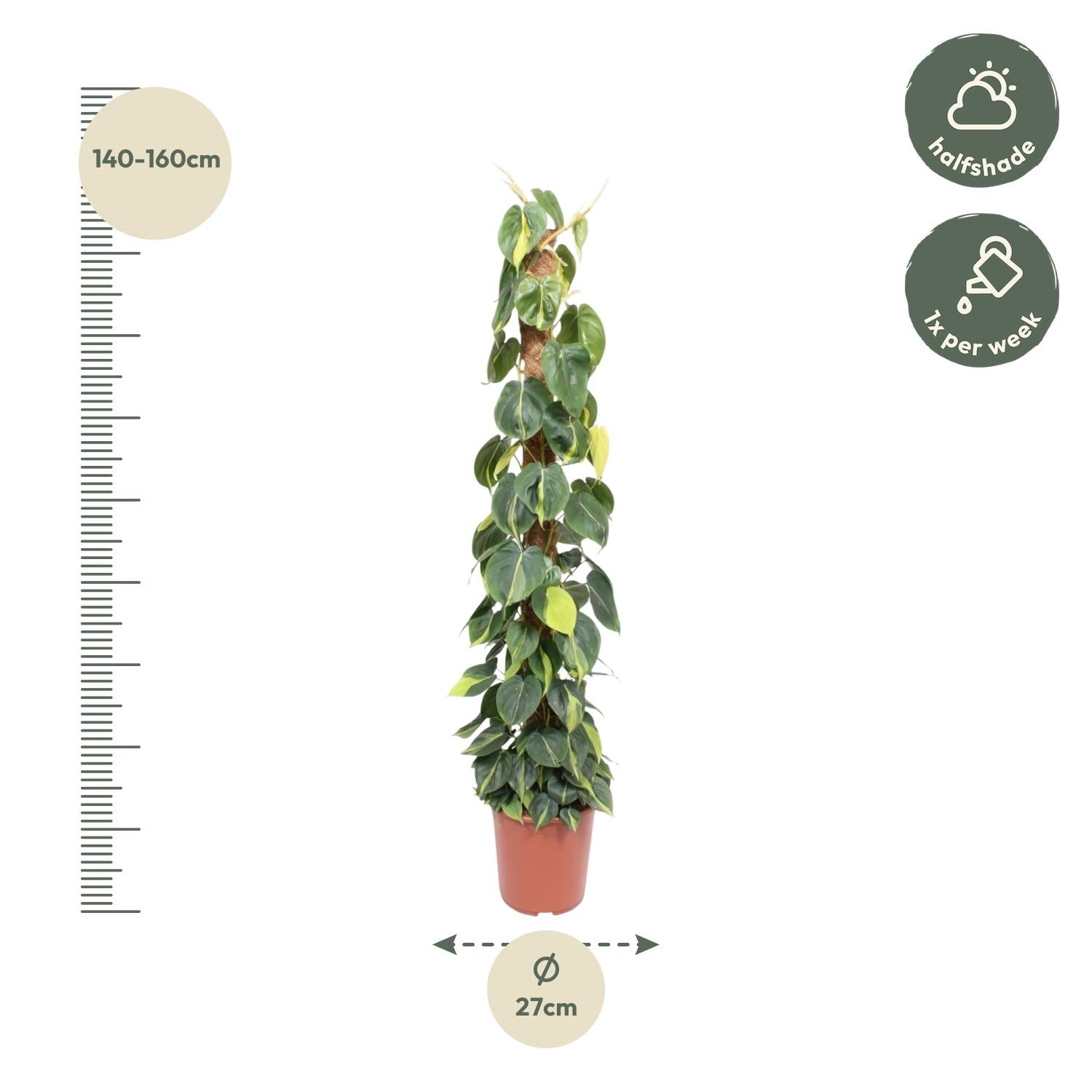 Philodendron Scandens – klimplant op mosstok (groen & Brasil)