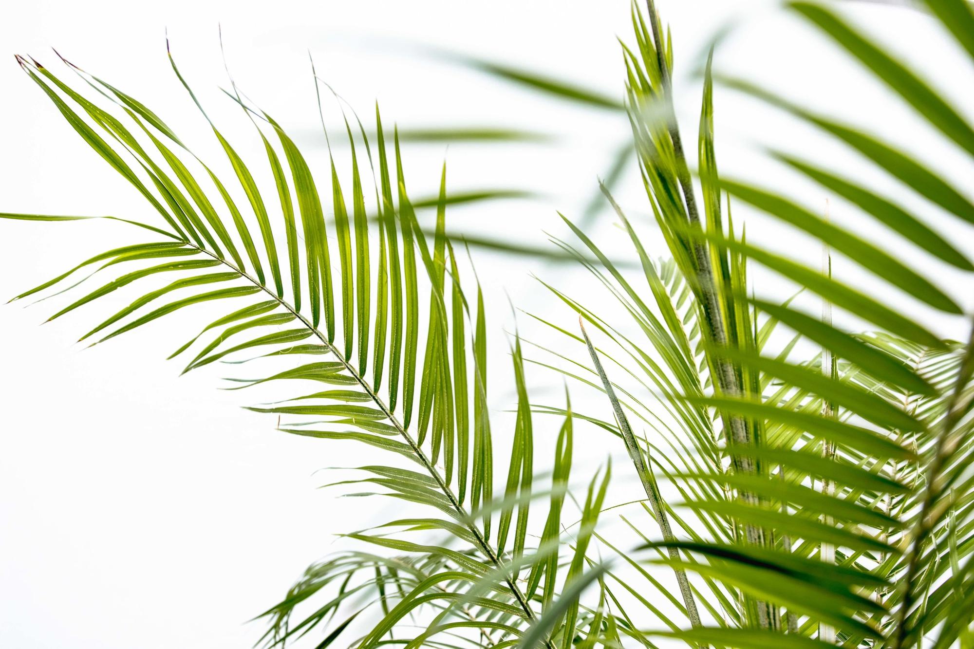 Phoenix Roebelenii op stam - 210cm - 200cm