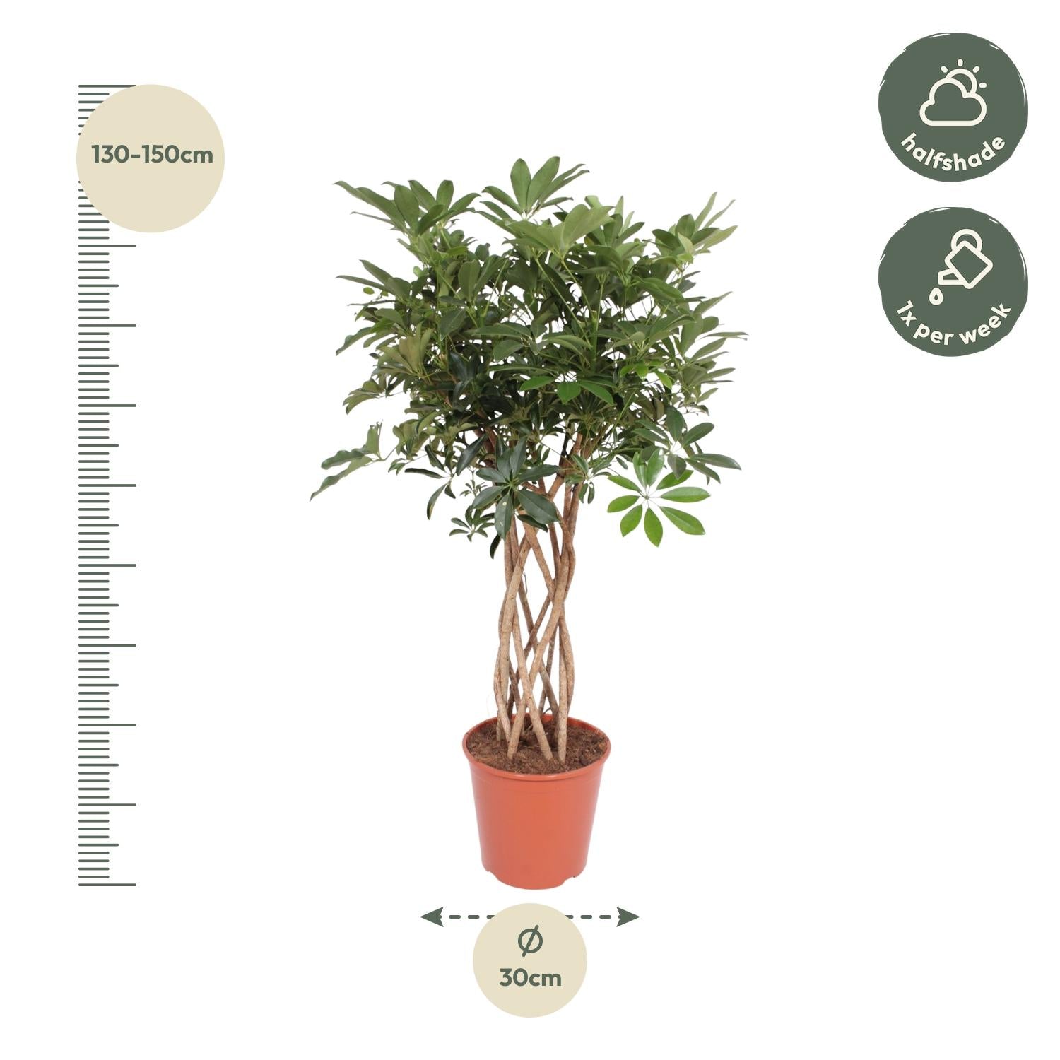 Schefflera Arboricola Compacta – volle groene parasolboom kamerplant