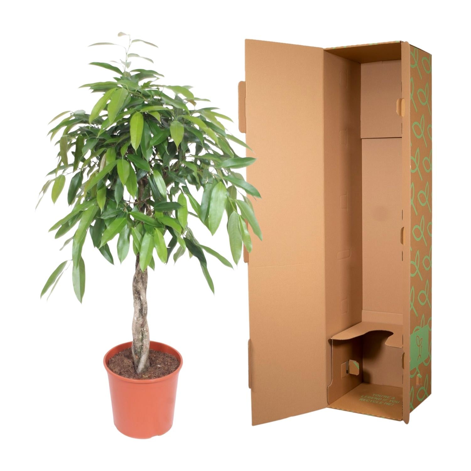 Ficus Amstel King gevlochten stam - 140 cm - ø30