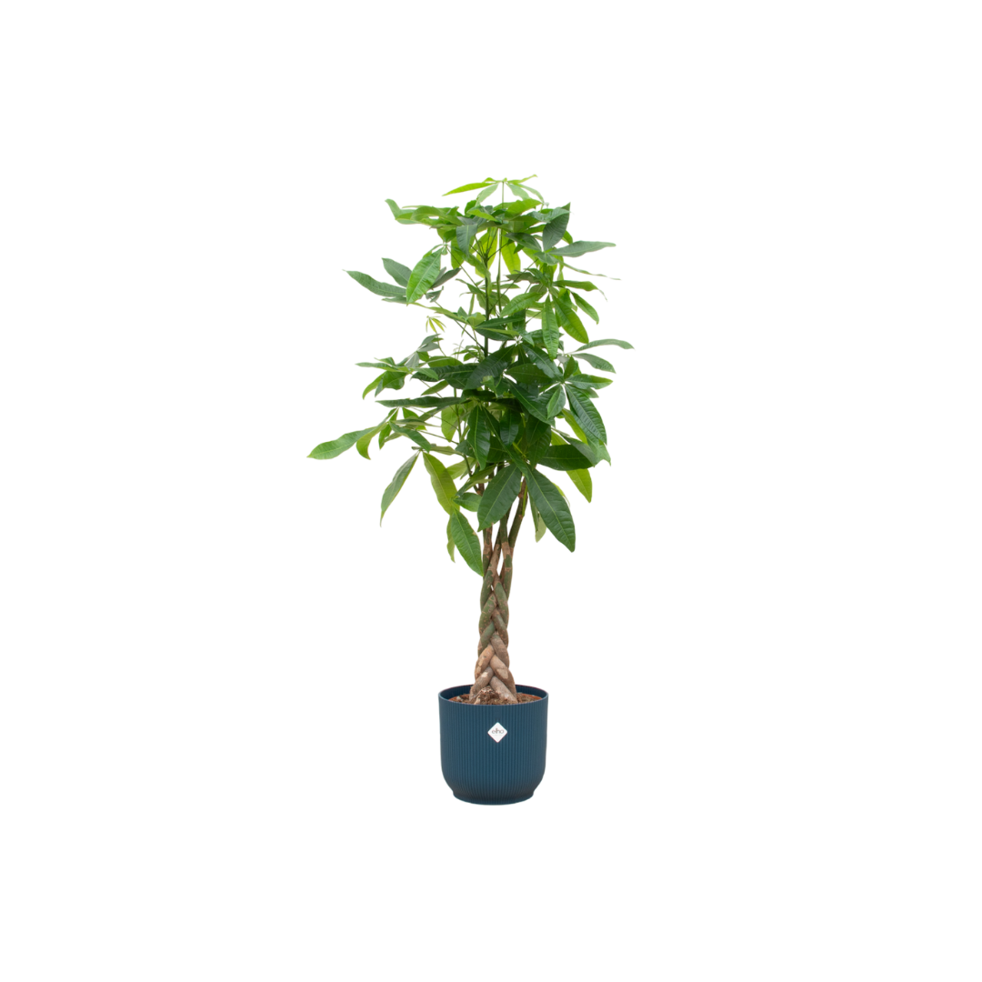 Pachira Aquatica inclusief elho Vibes Fold Round pot - 160cm - Ø30