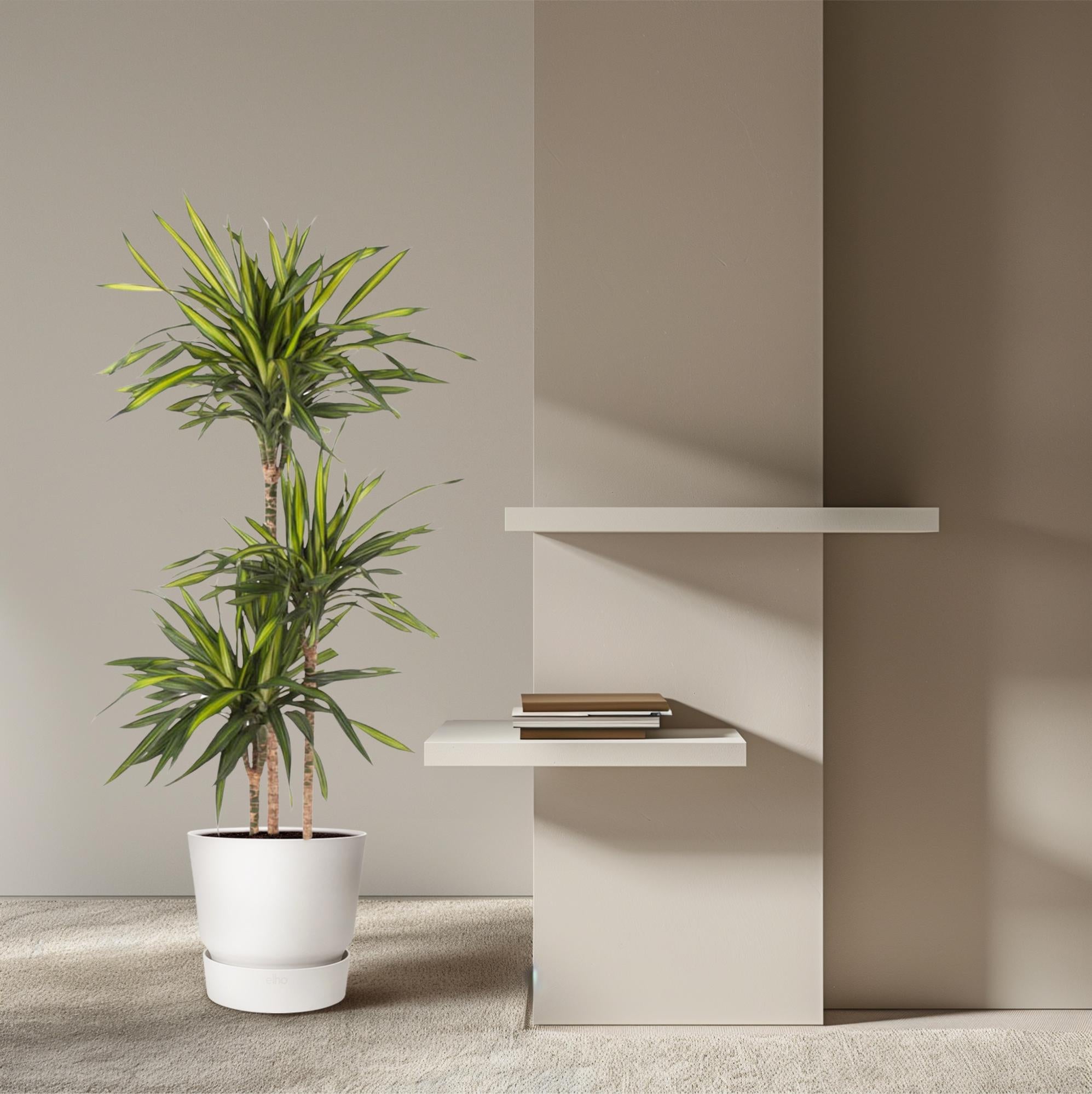 Dracaena Riki – smalbladige moderne Dracaena kamerplant