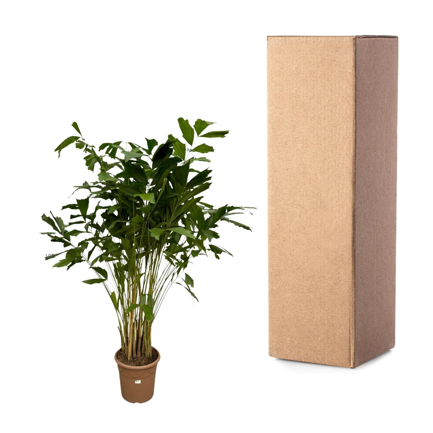 Caryota Mitis (vissenstaartpalm) – bijzondere grote kamerpalm