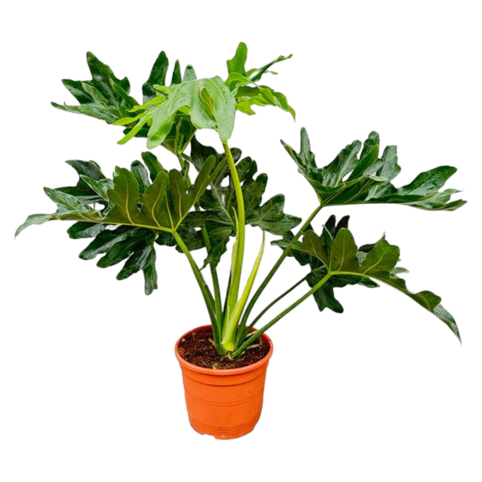 Philodendron Selloum – grote bosrijke Philodendron kamerplant