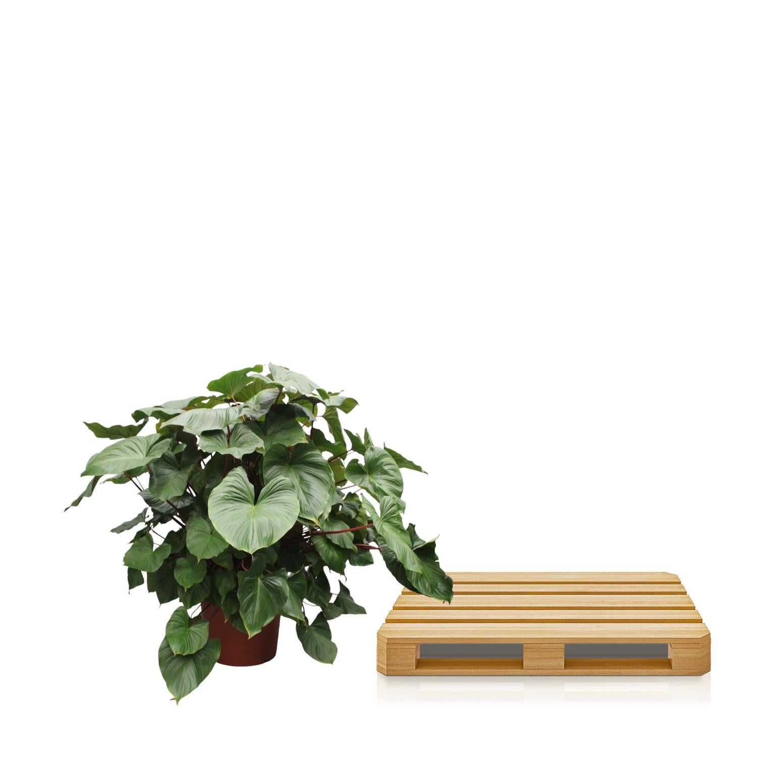 Homalomena Rubescens ‘Maggy’ – volle groene kamerplant