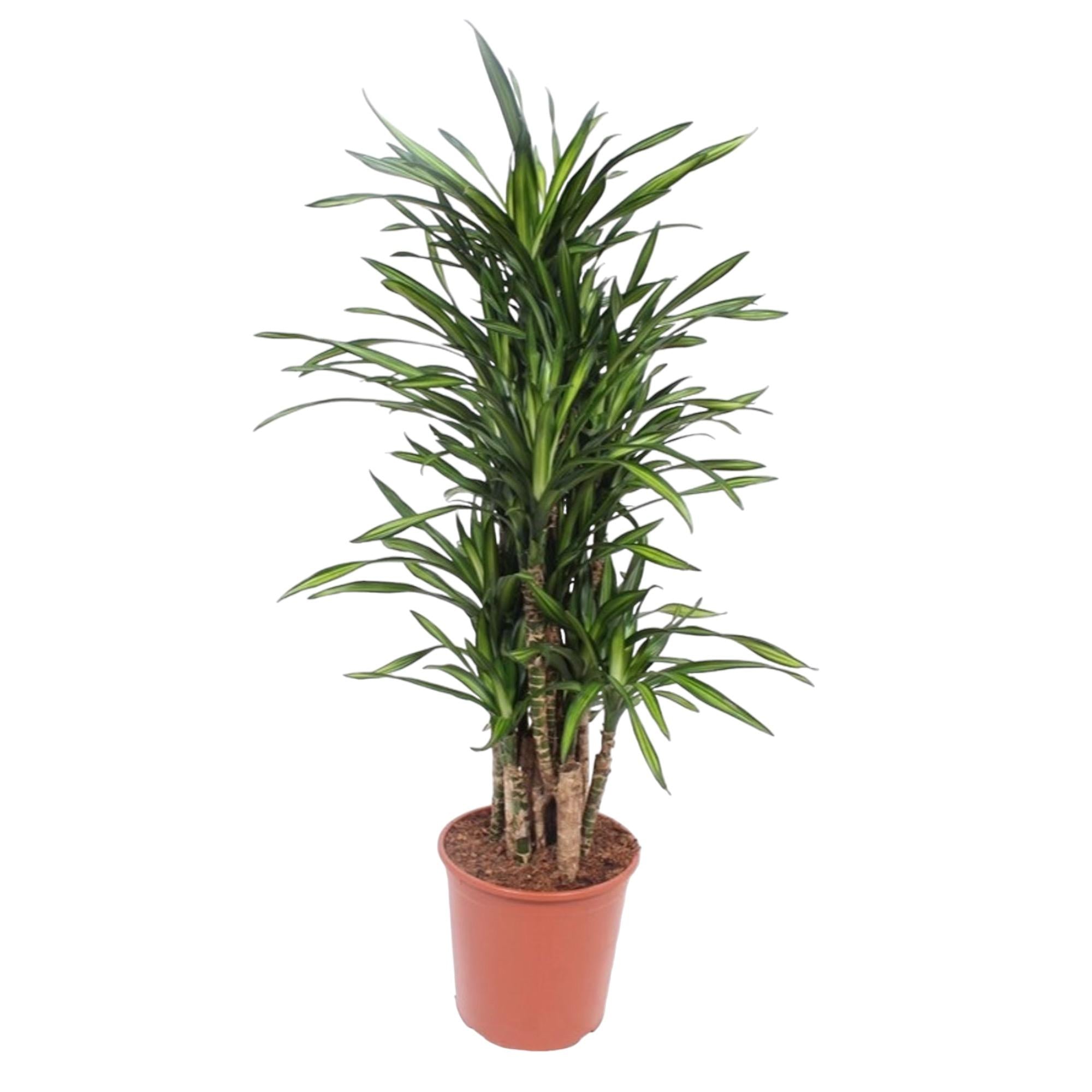 Dracaena Riki – smalbladige moderne Dracaena kamerplant