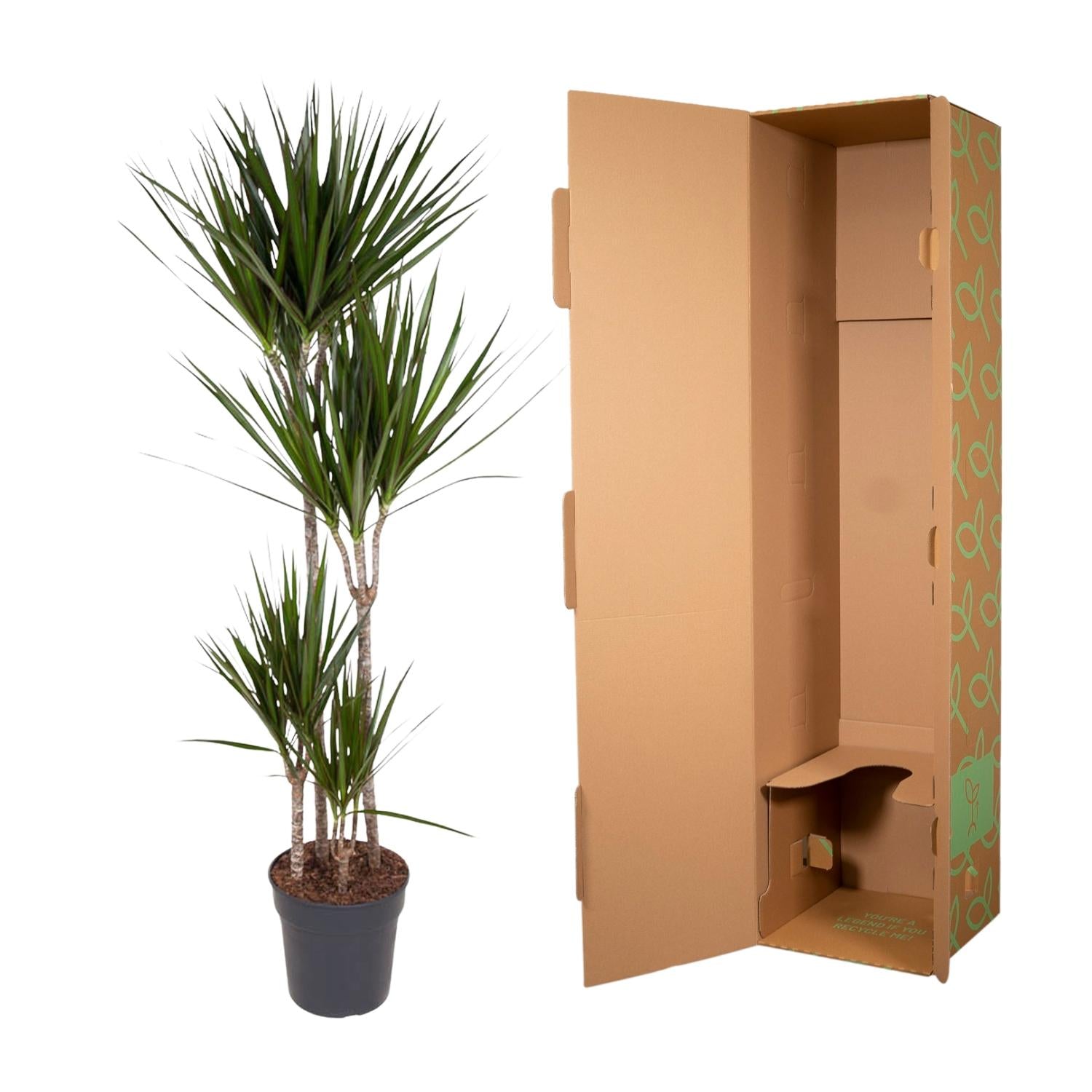 Dracaena Marginata - kamerplant in kweekpot