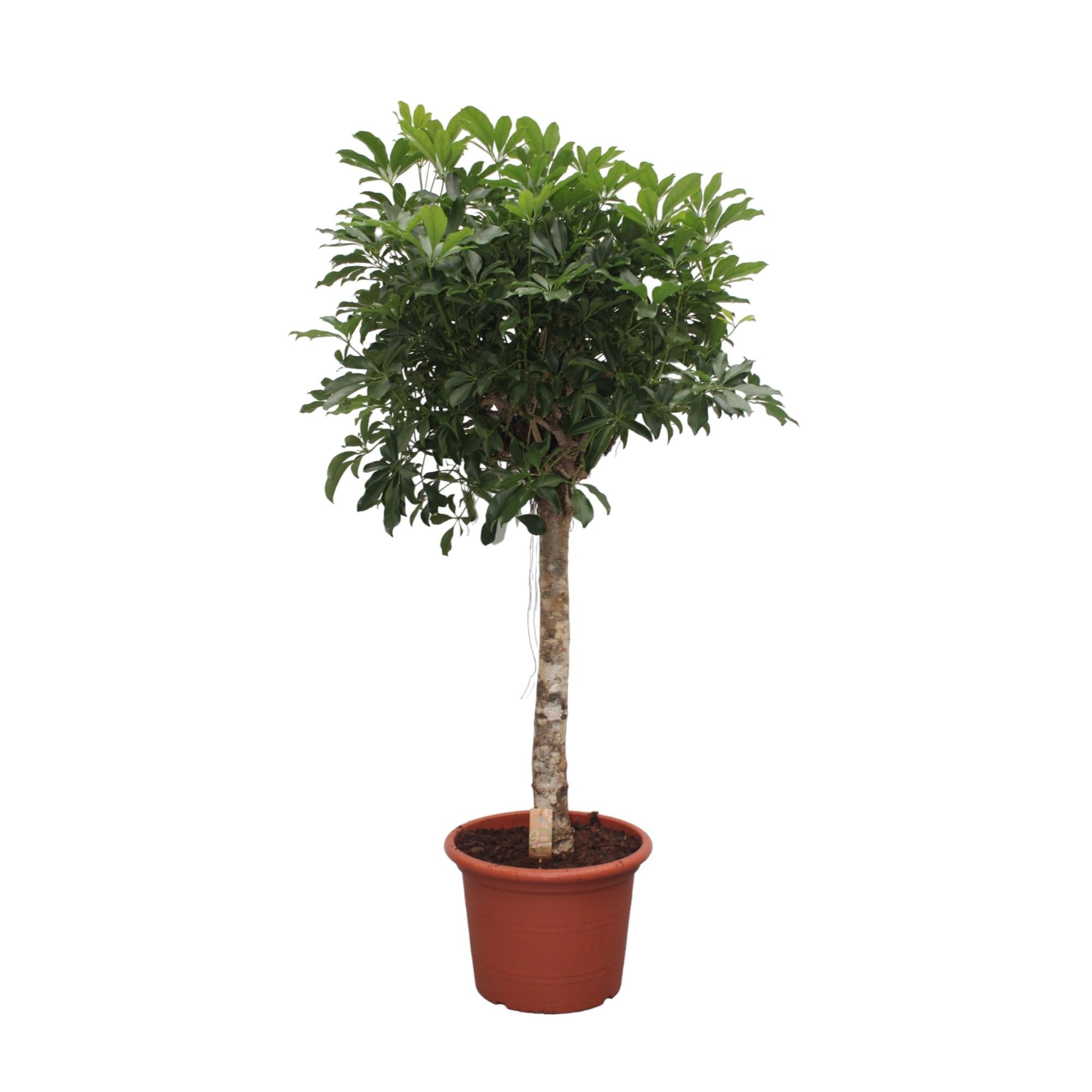 Schefflera Arboricola Compacta – volle groene parasolboom kamerplant