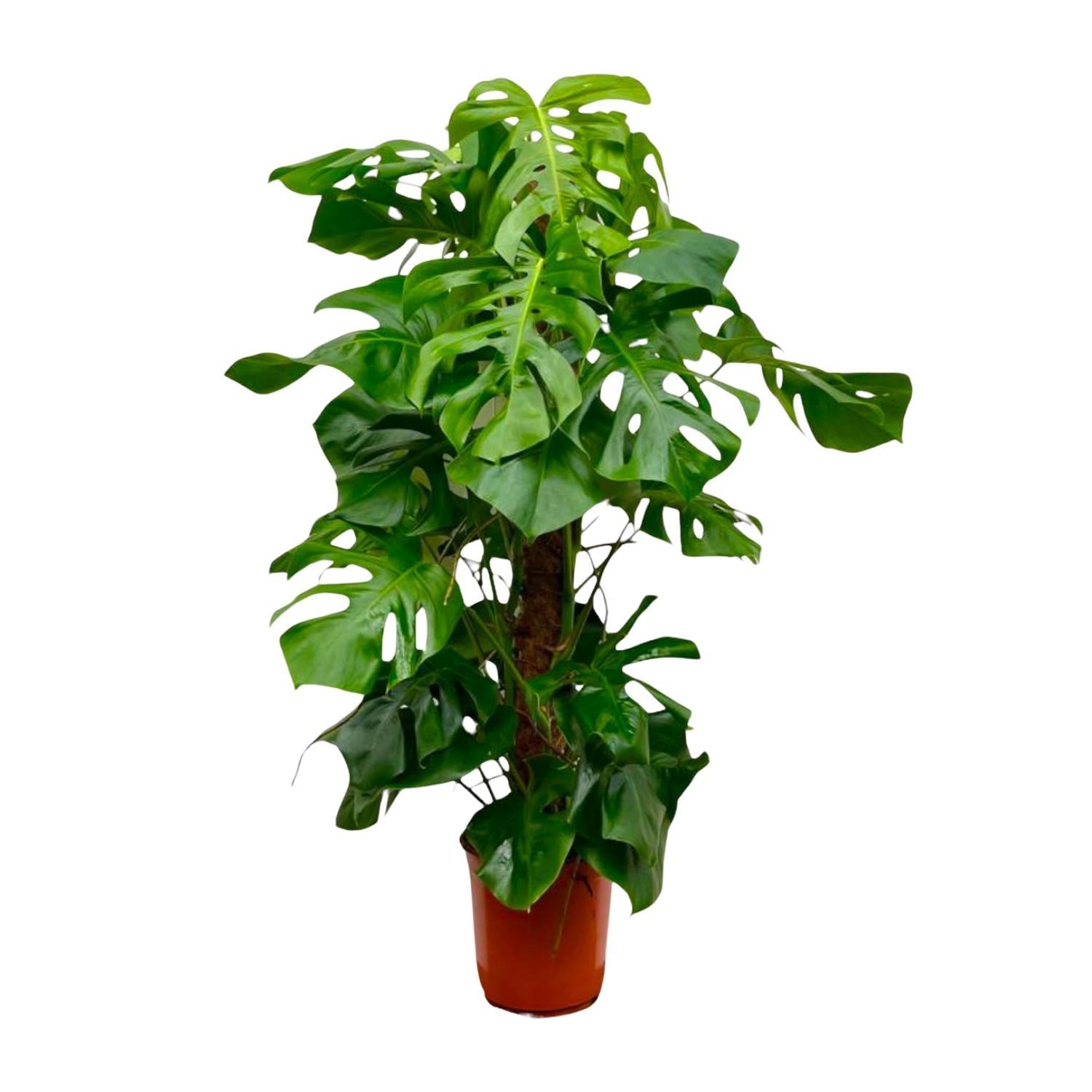 Monstera Deliciosa gatenplant – populaire kamerplant in kweekpot