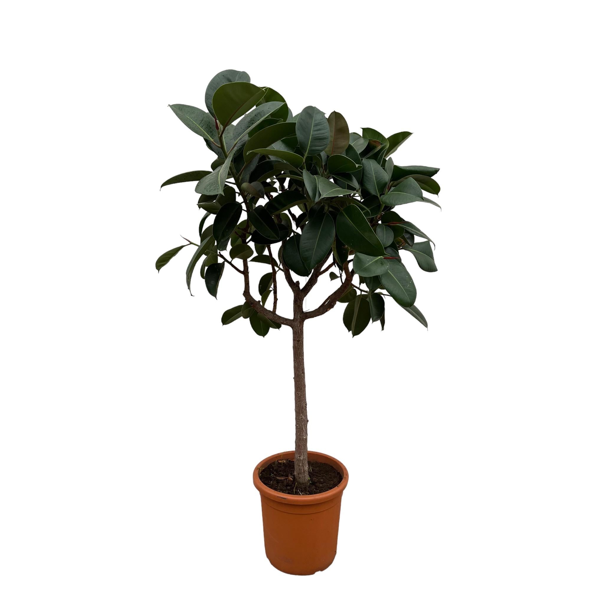 Ficus Elastica Robusta op stam - 190 cm - ø35