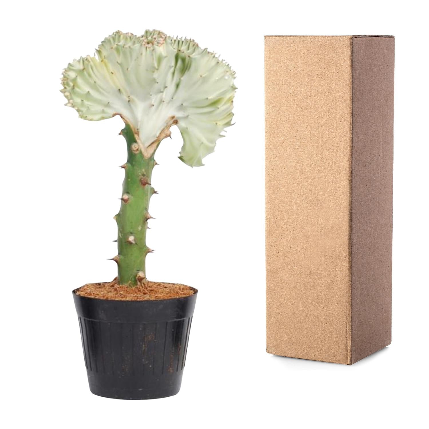 Euphorbia lactea Cristata wit – koraalcactus kamerplant