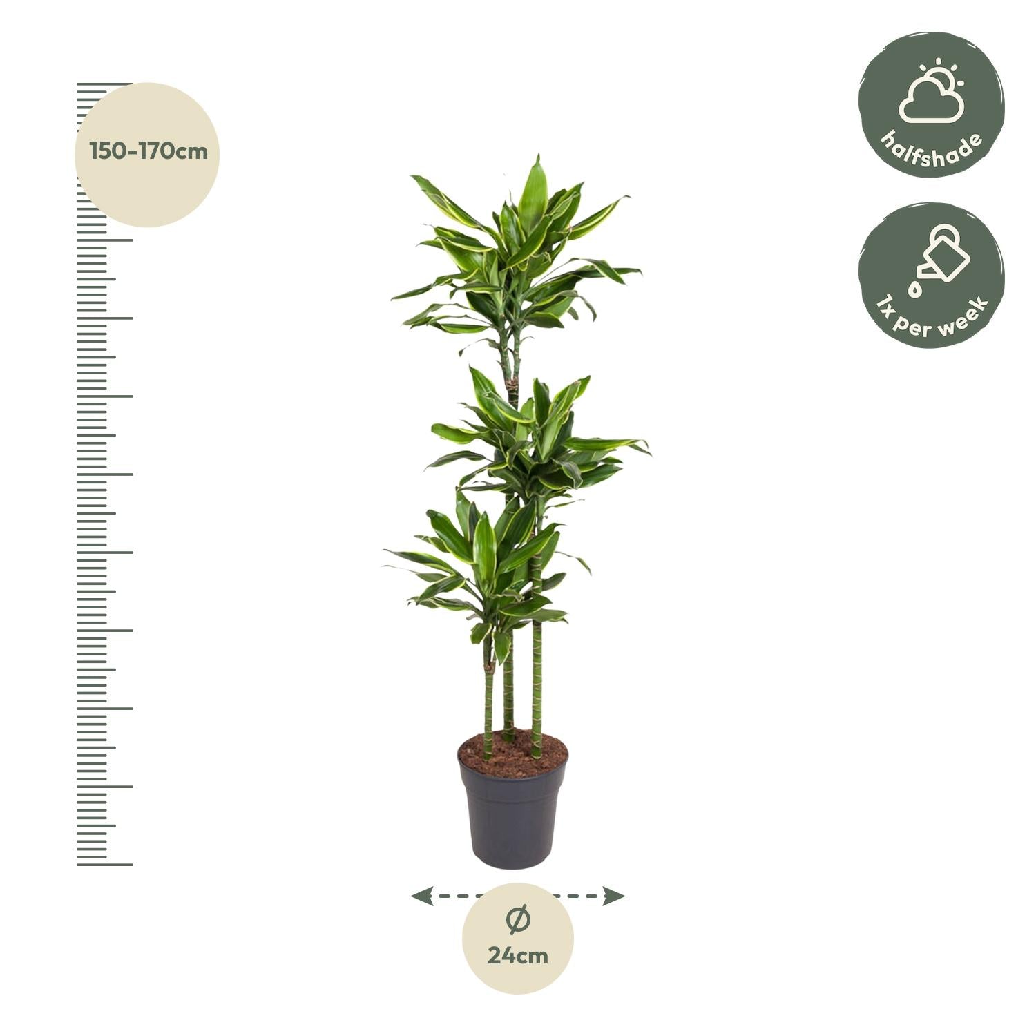 Dracaena Golden Coast – grote twee-kleurige Dracaena kamerplant in kweekpot