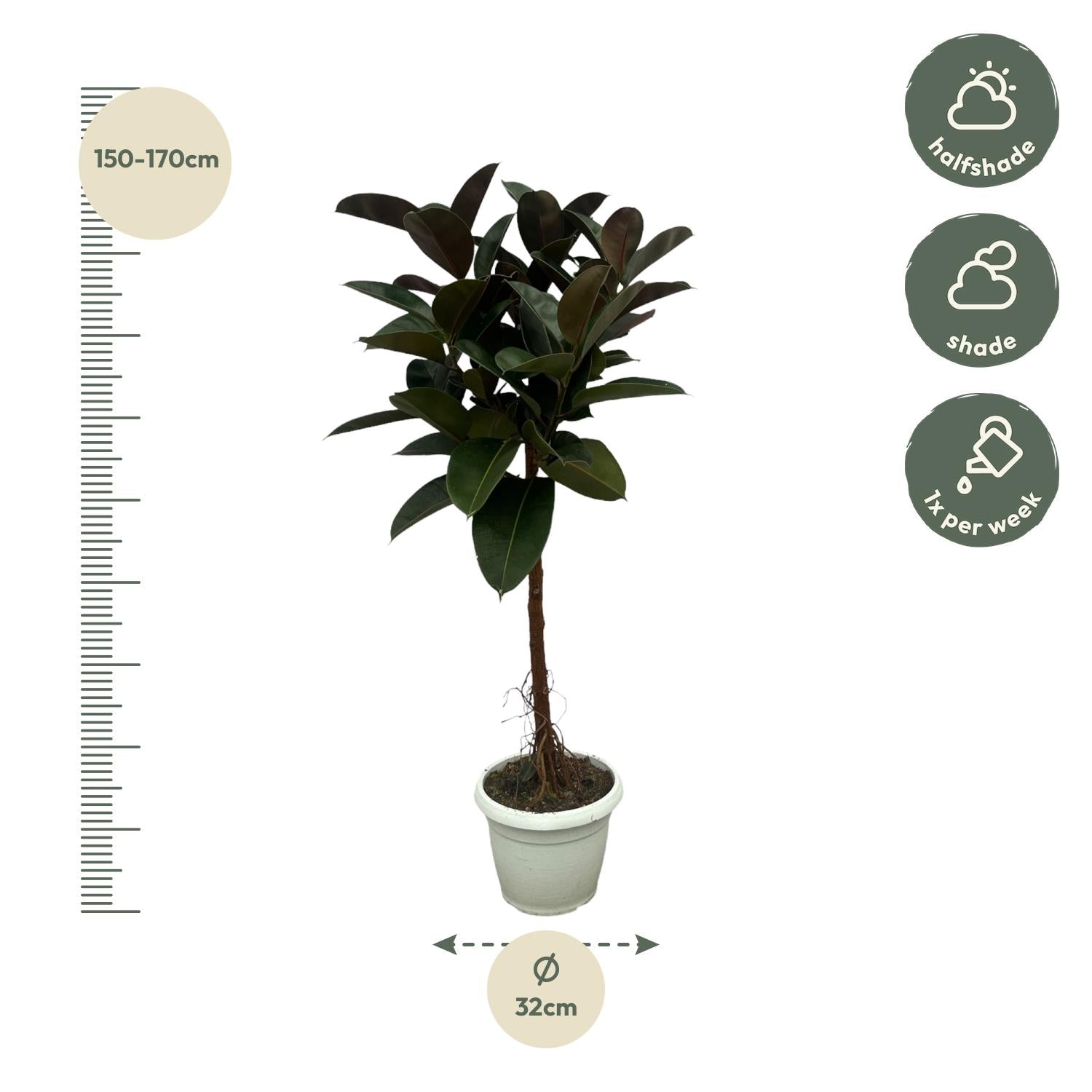Ficus Elastica Robusta stam - 130 cm - Ø24cm