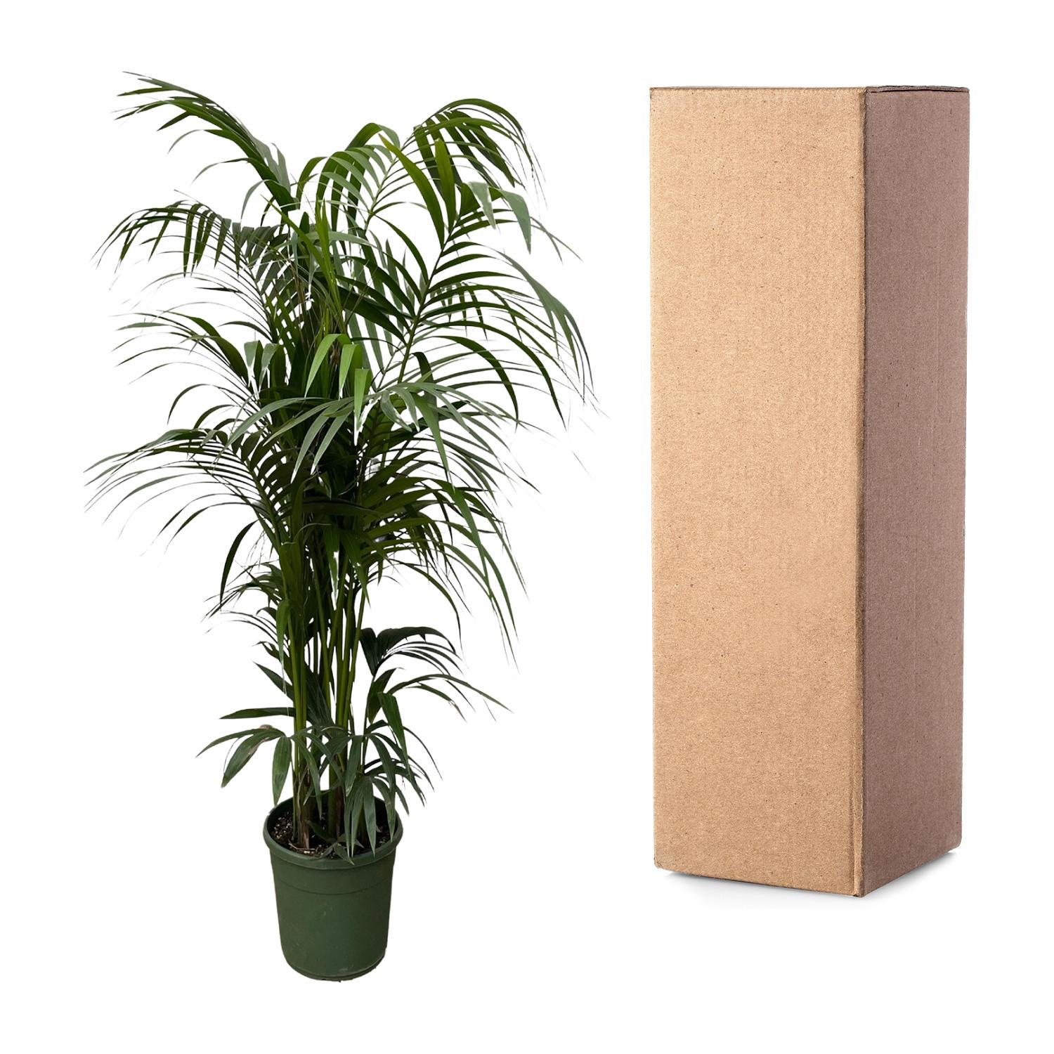 Kentia Palm kamerplant – stijlvolle sierpalm voor huis, kantoor & interieur