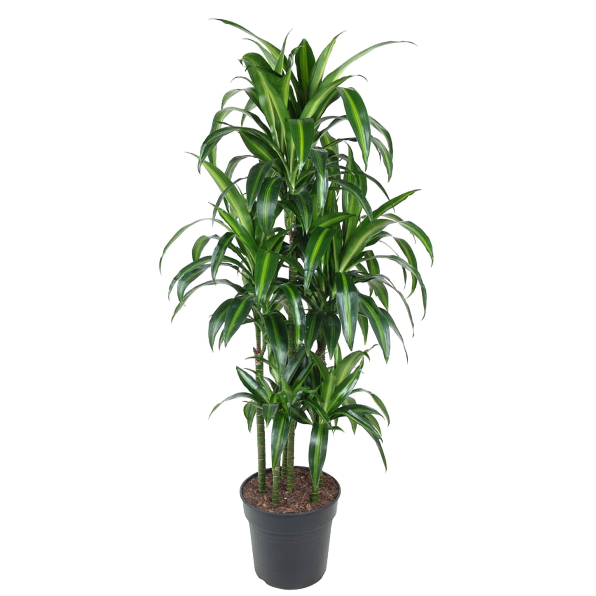 Dracaena Hawaiiana – bonte tropische Dracaena kamerplant