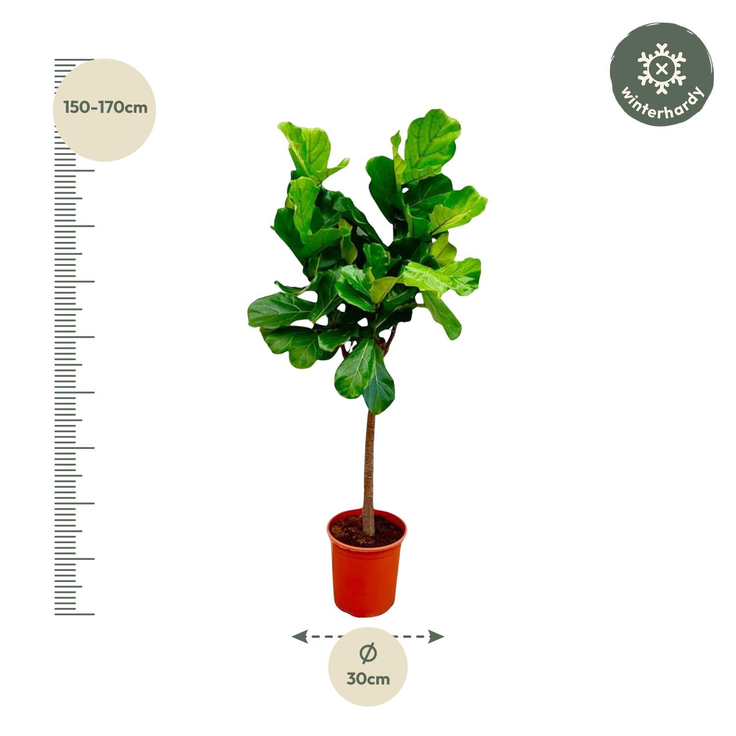 Ficus Lyrata boom - grote, stijlvolle kamerplant voor binnen en interieurdecoratie