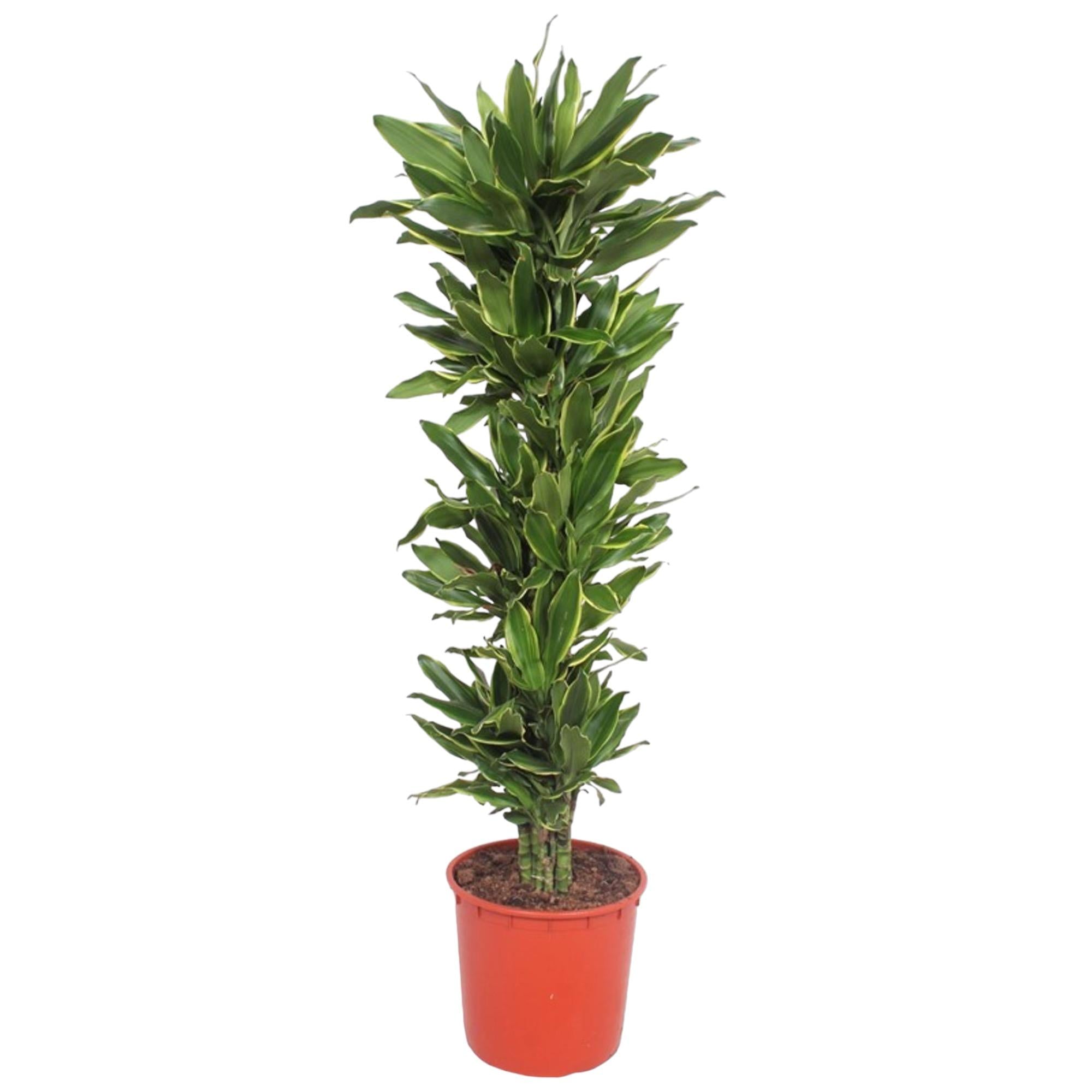Dracaena Golden Coast – grote twee-kleurige Dracaena kamerplant in kweekpot