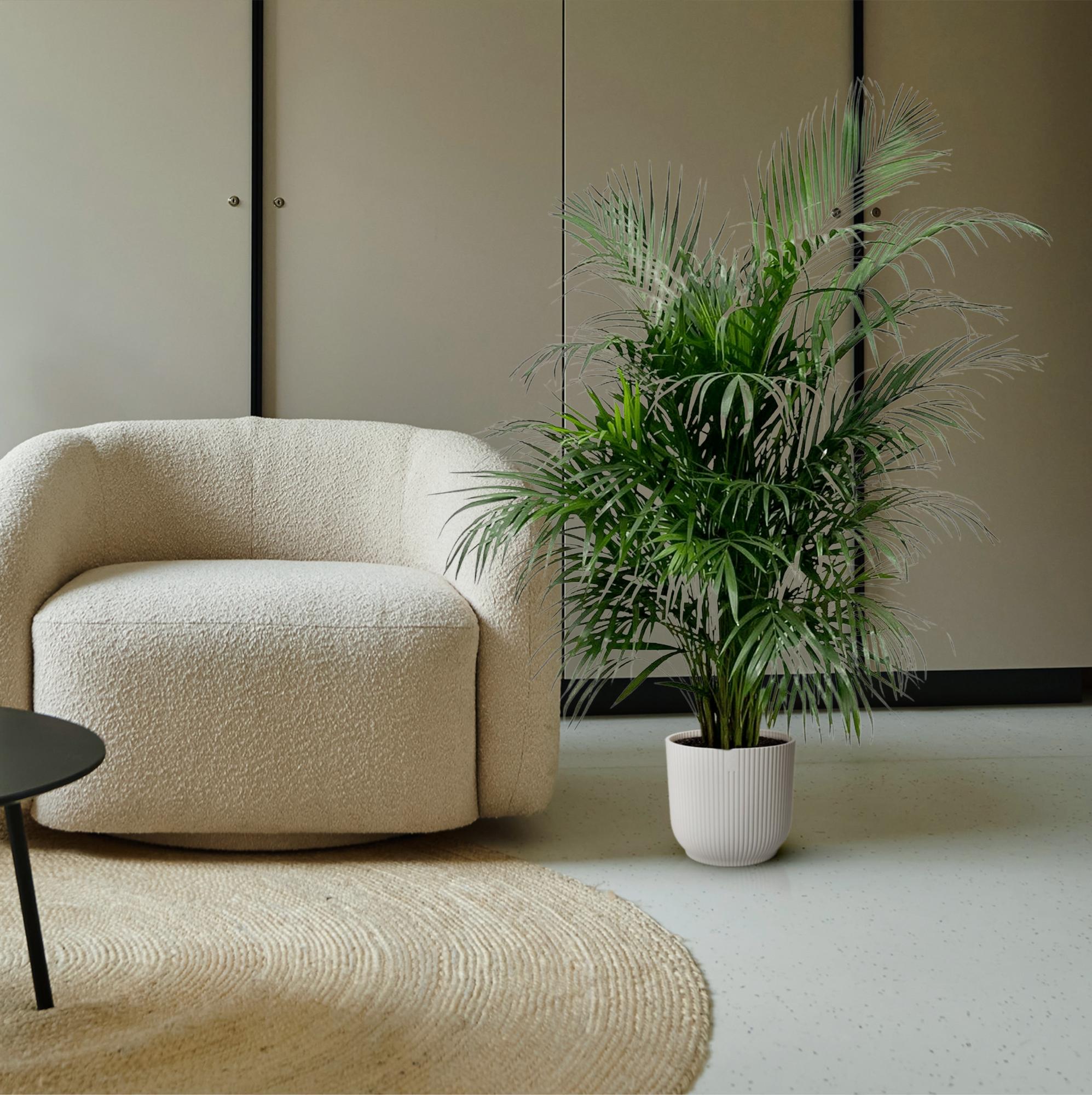 Dypsis Lutescens (Areca Palm) — Premium Tropische kamerplant