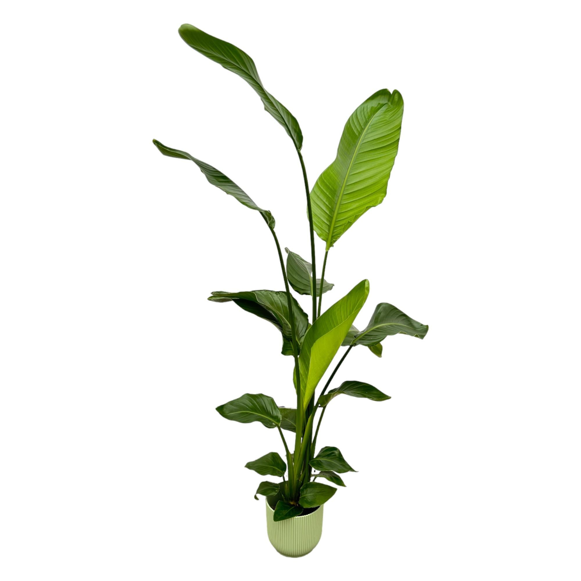 Strelitzia Nicolai inclusief Elho Vibes Fold Round pot - decoratieve kamerplant