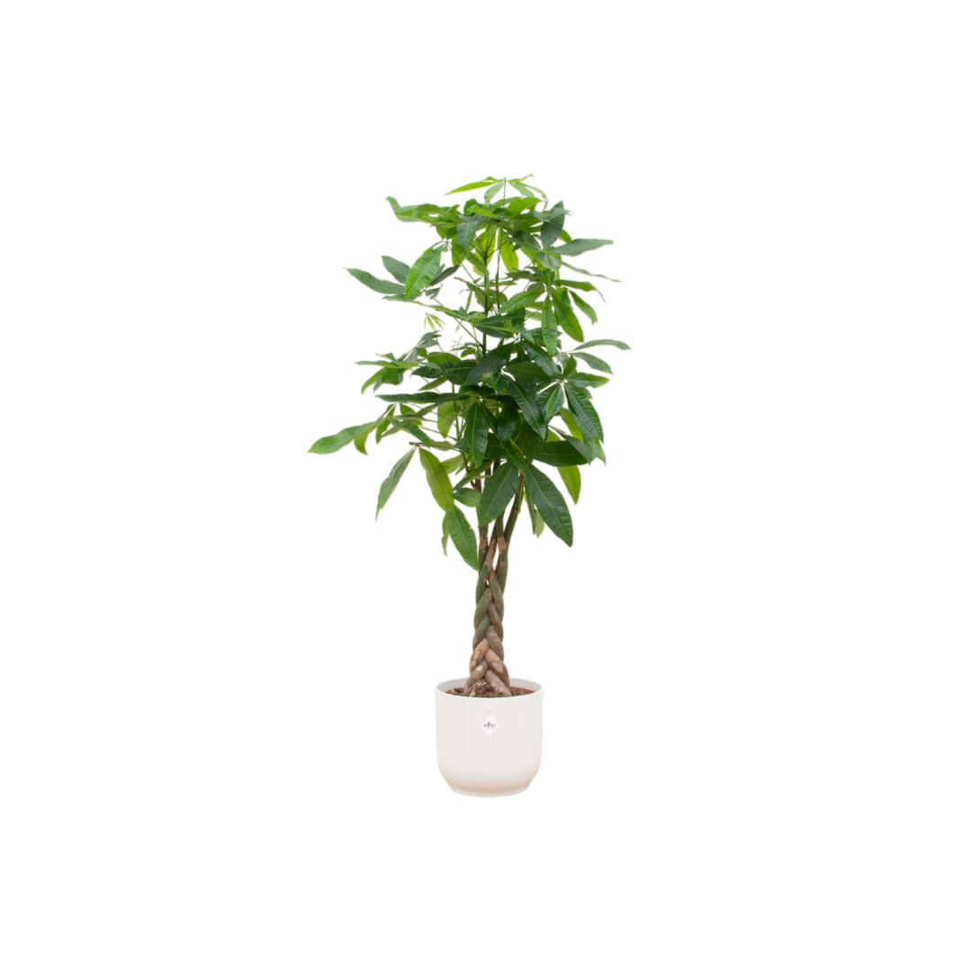 Pachira Aquatica inclusief elho Vibes Fold Round pot - 160cm - Ø30