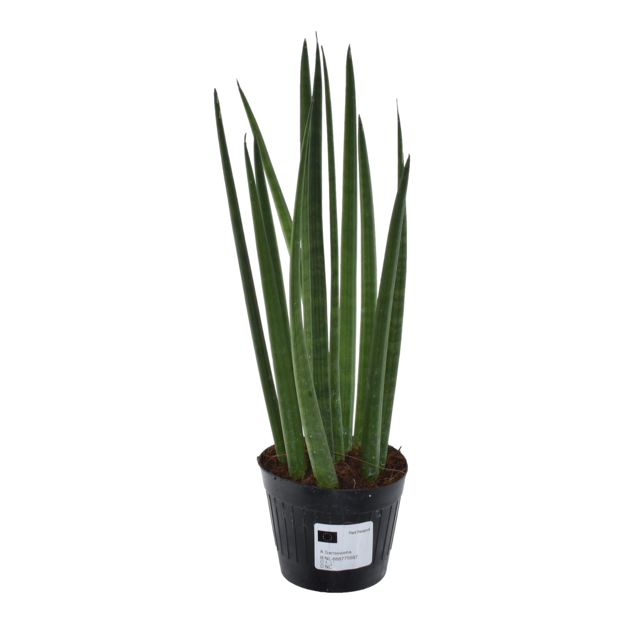 Sansevieria mini mix – Sansevieria cylindrica en Skyline in sierlijke pot Ø10,5