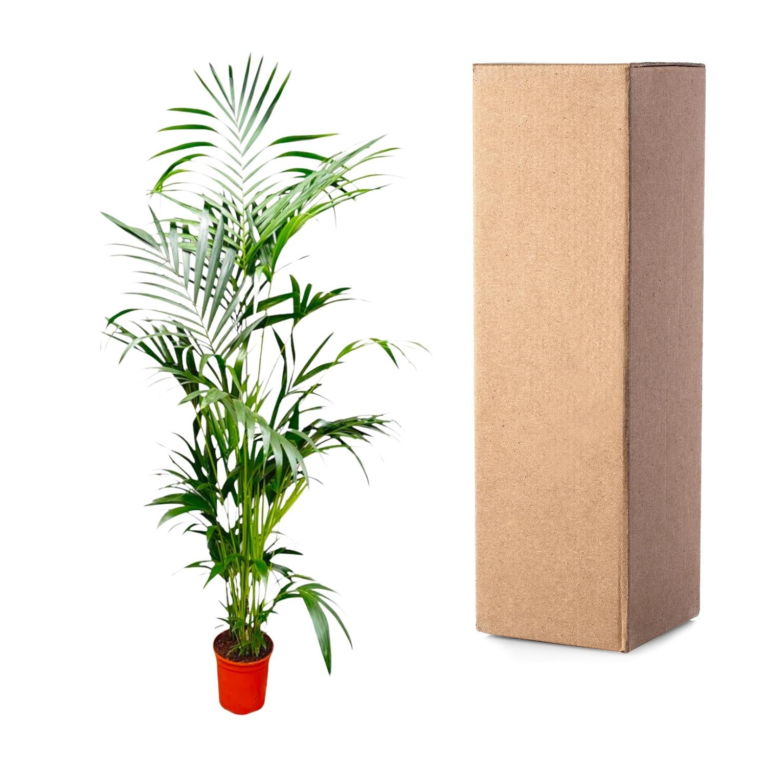 Kentia Palm kamerplant – stijlvolle sierpalm voor huis, kantoor & interieur