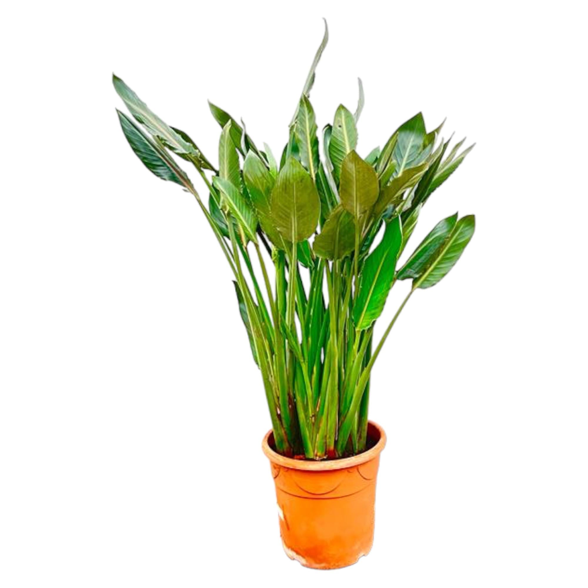 Strelitzia Reginae XL - 160cm - ?30